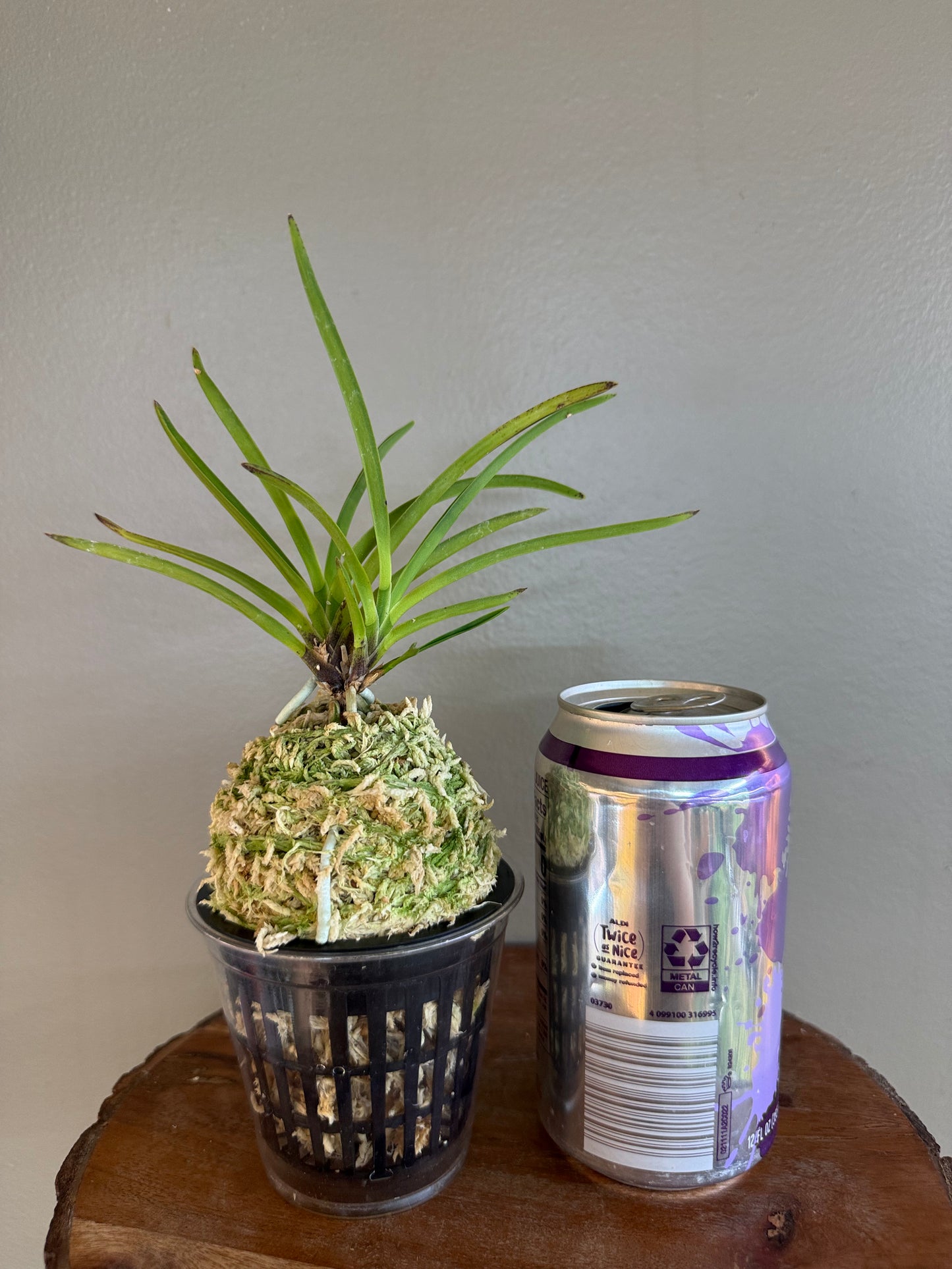 Neofinetia falcata Shunkyuden 春及殿