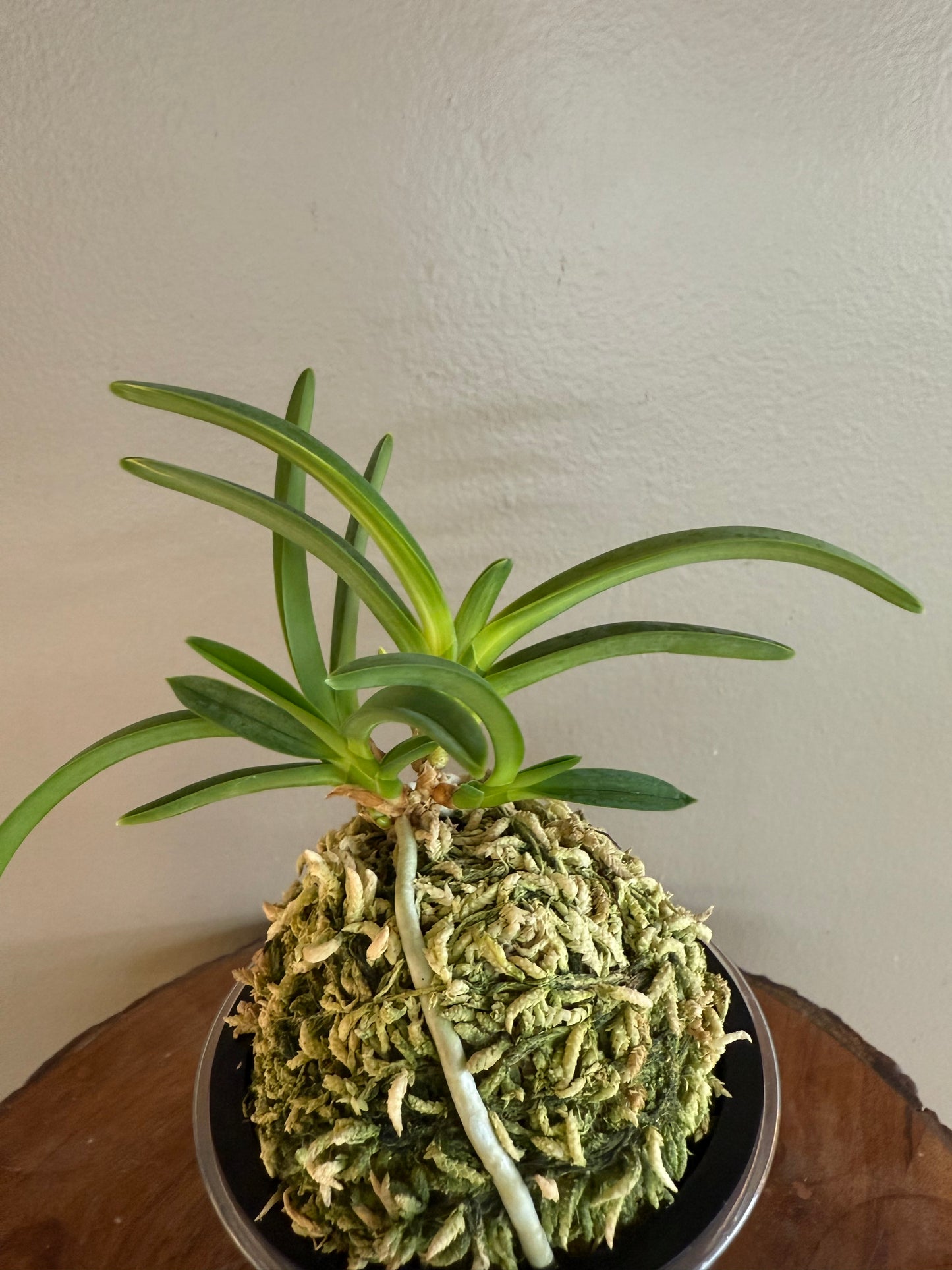 Neofinetia falcata Yokihime 楊貴姫