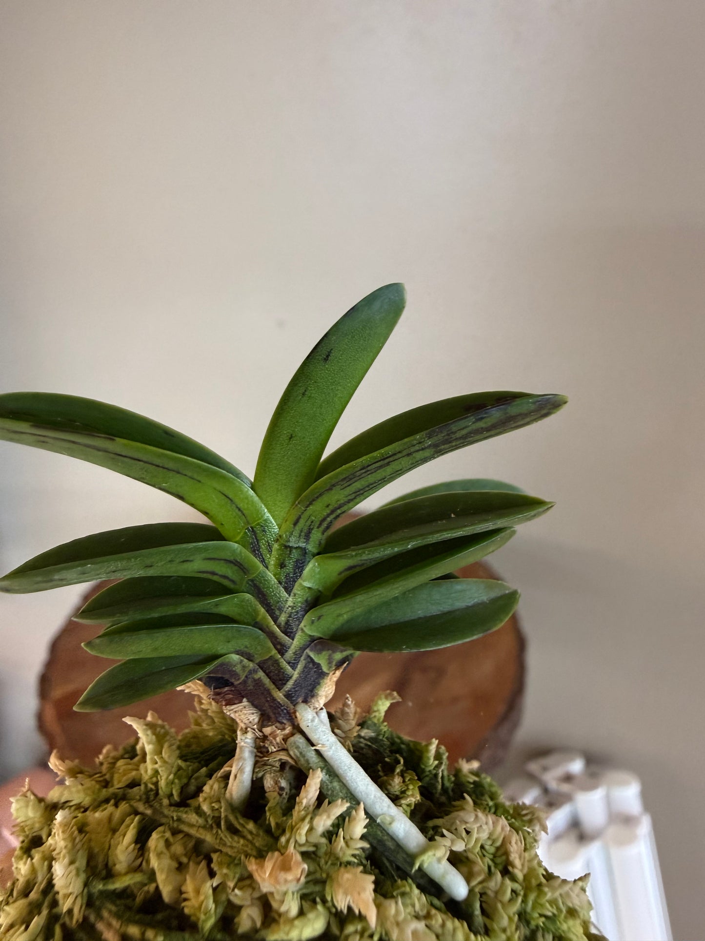 Neofinetia falcata Geumo (Kurohyo）金烏 (jp 黑豹）