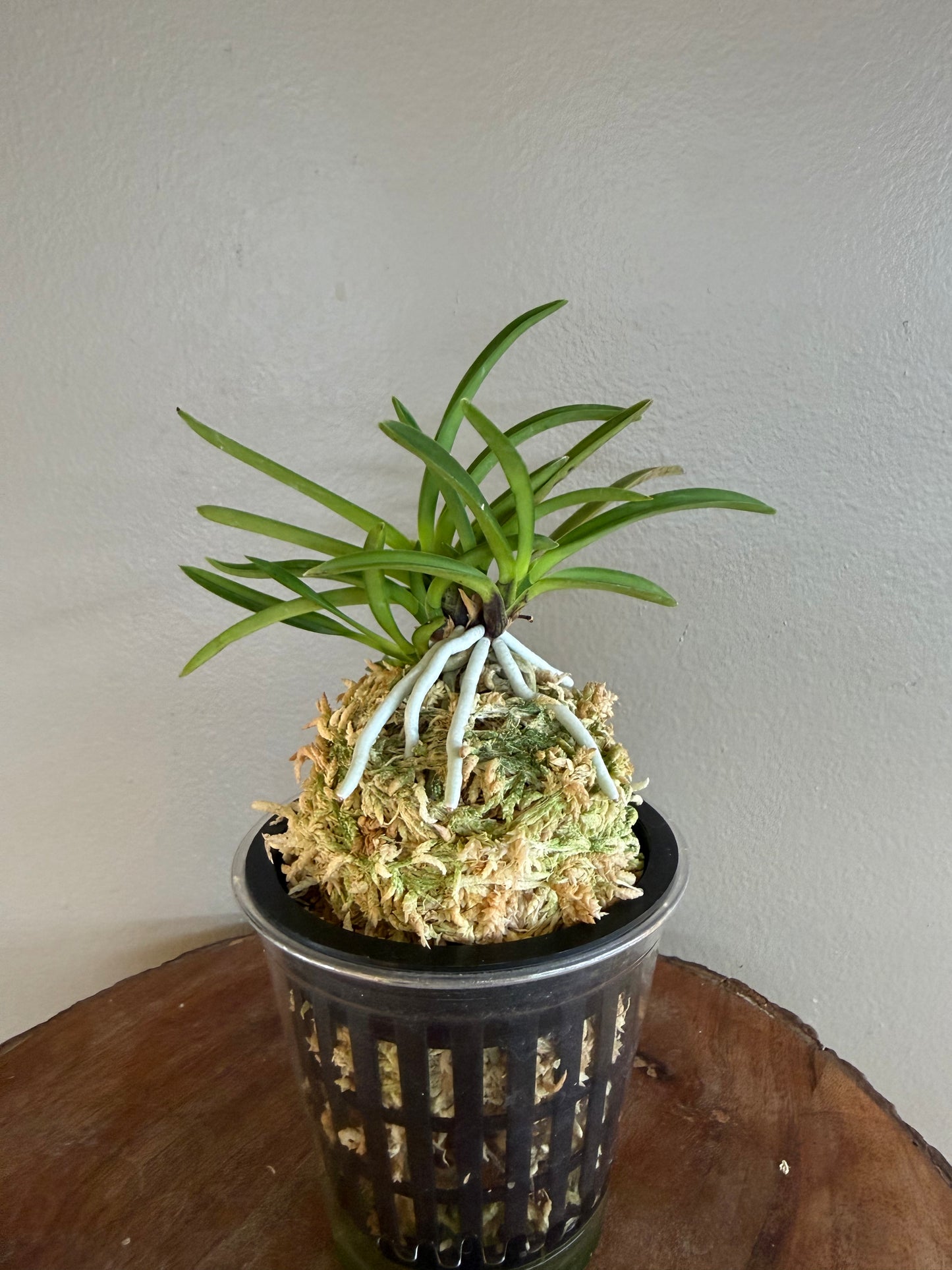Neofinetia falcata Shineyukou 神龍紅