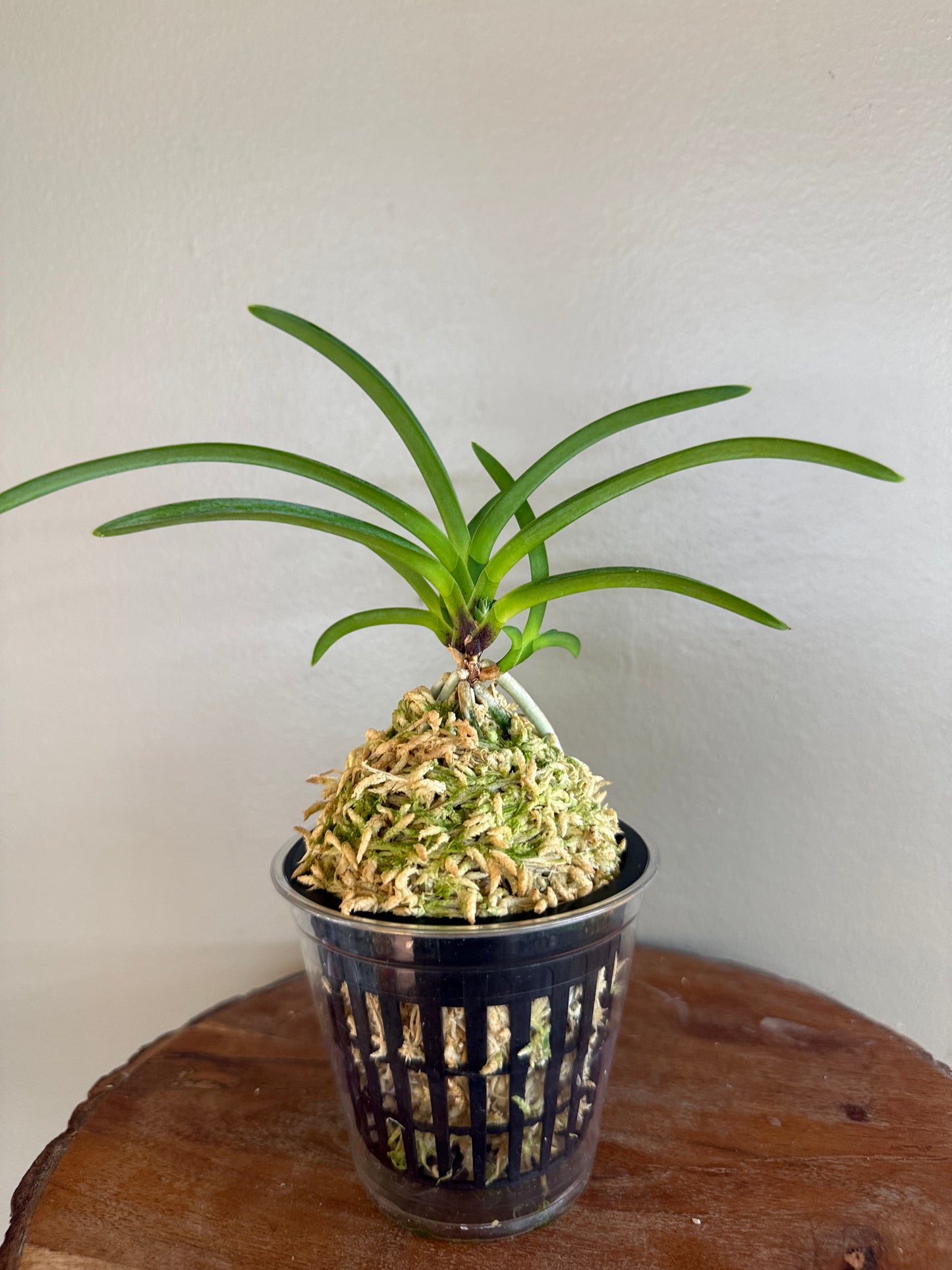 Neofinetia falcata Tennyo no Mai 天女の舞