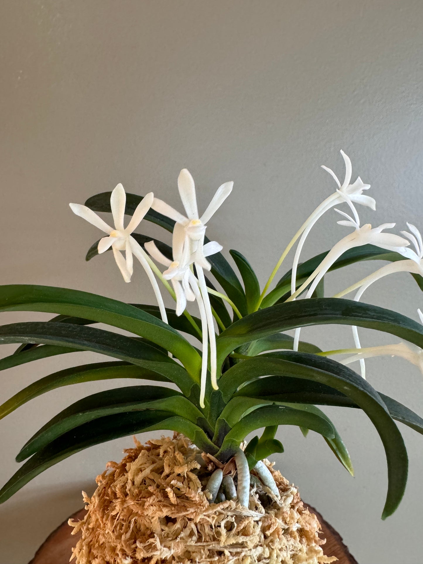 Neofinetia falcata Onami Seikai 大波青海