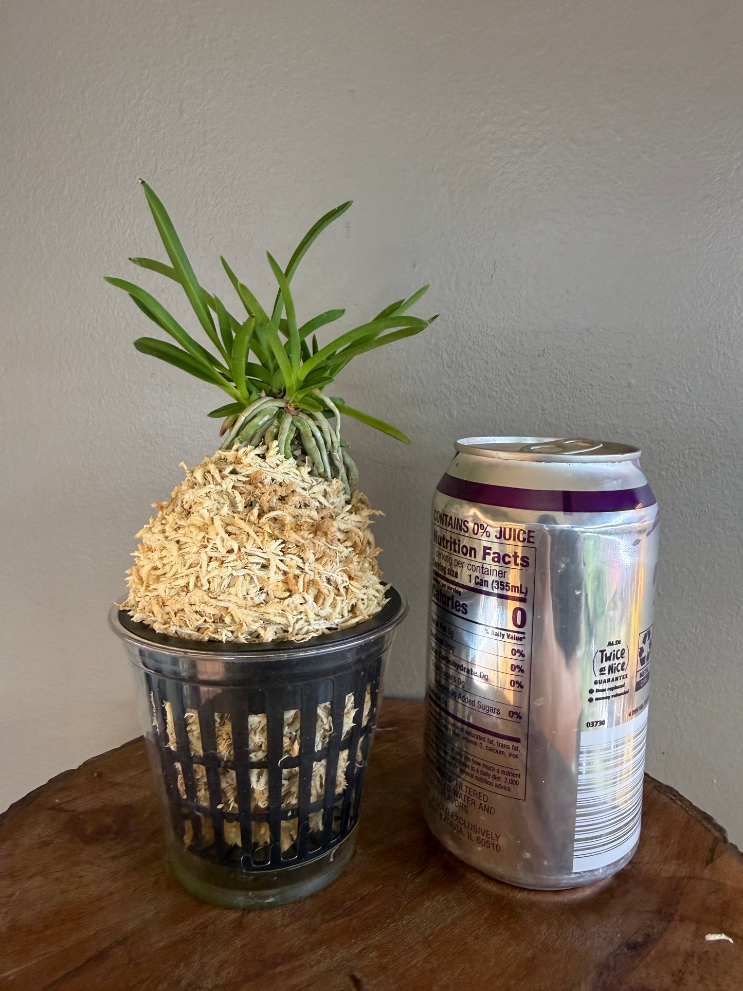 Neofinetia falcata Hisui 翡翠