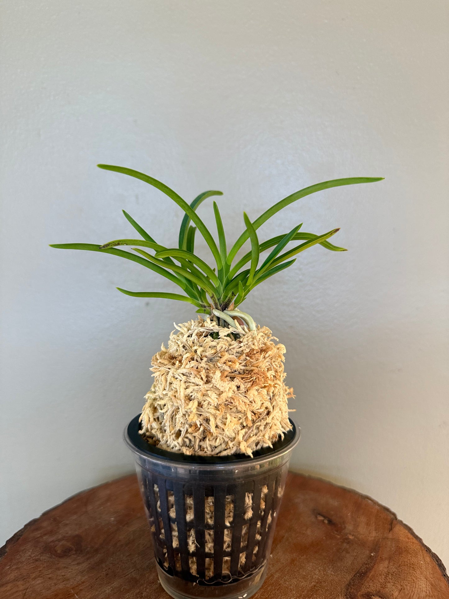 Neofinetia falcata Samwonhong 三元紅