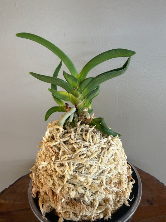 Neofinetia falcata Himiko 卑弥呼