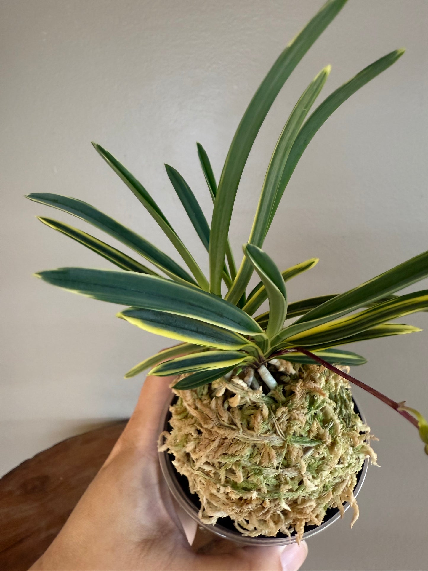 Neofinetia falcata Nishidemiyako 西出都
