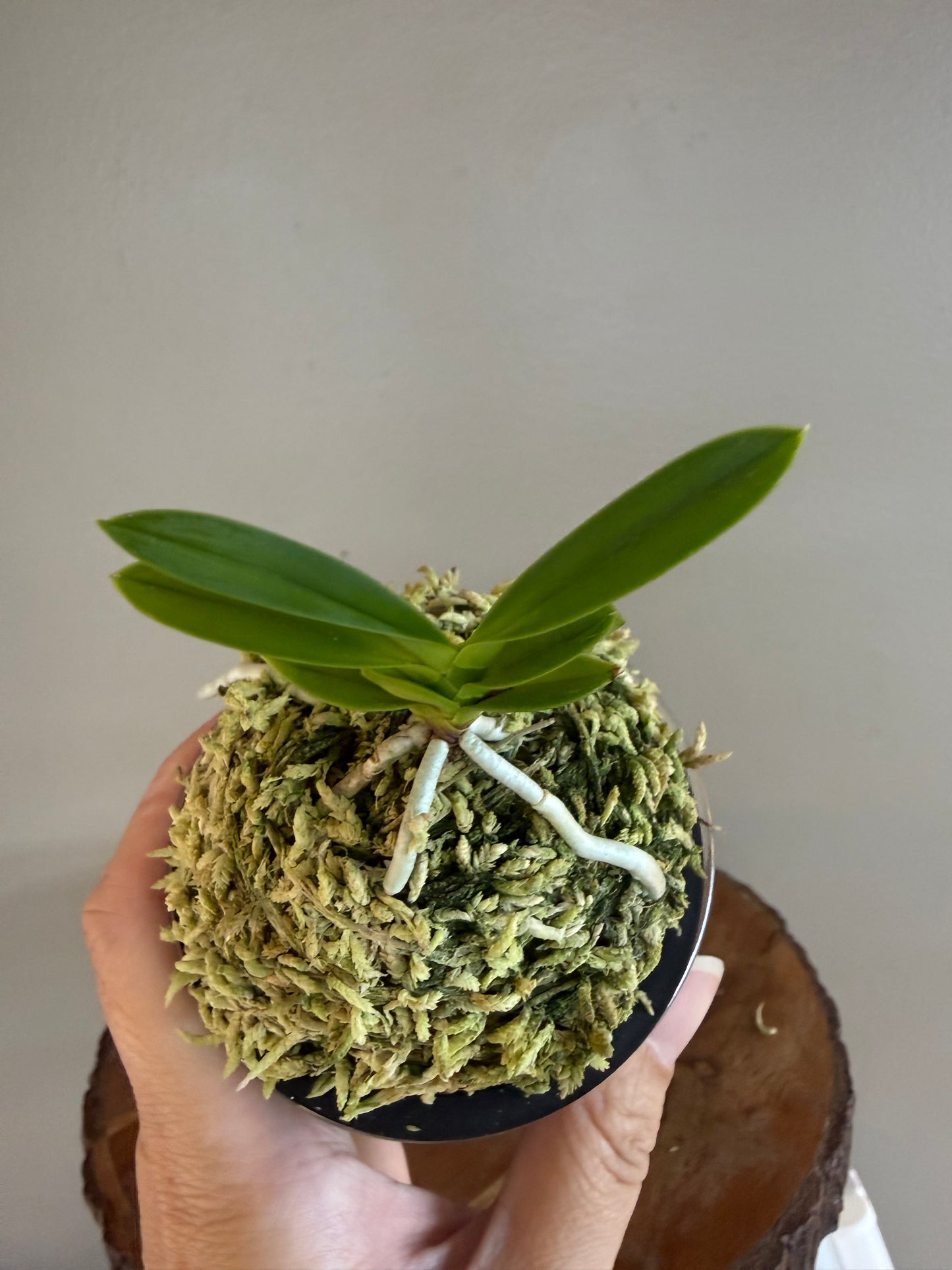 Neofinetia falcata Geumjeong 金頂