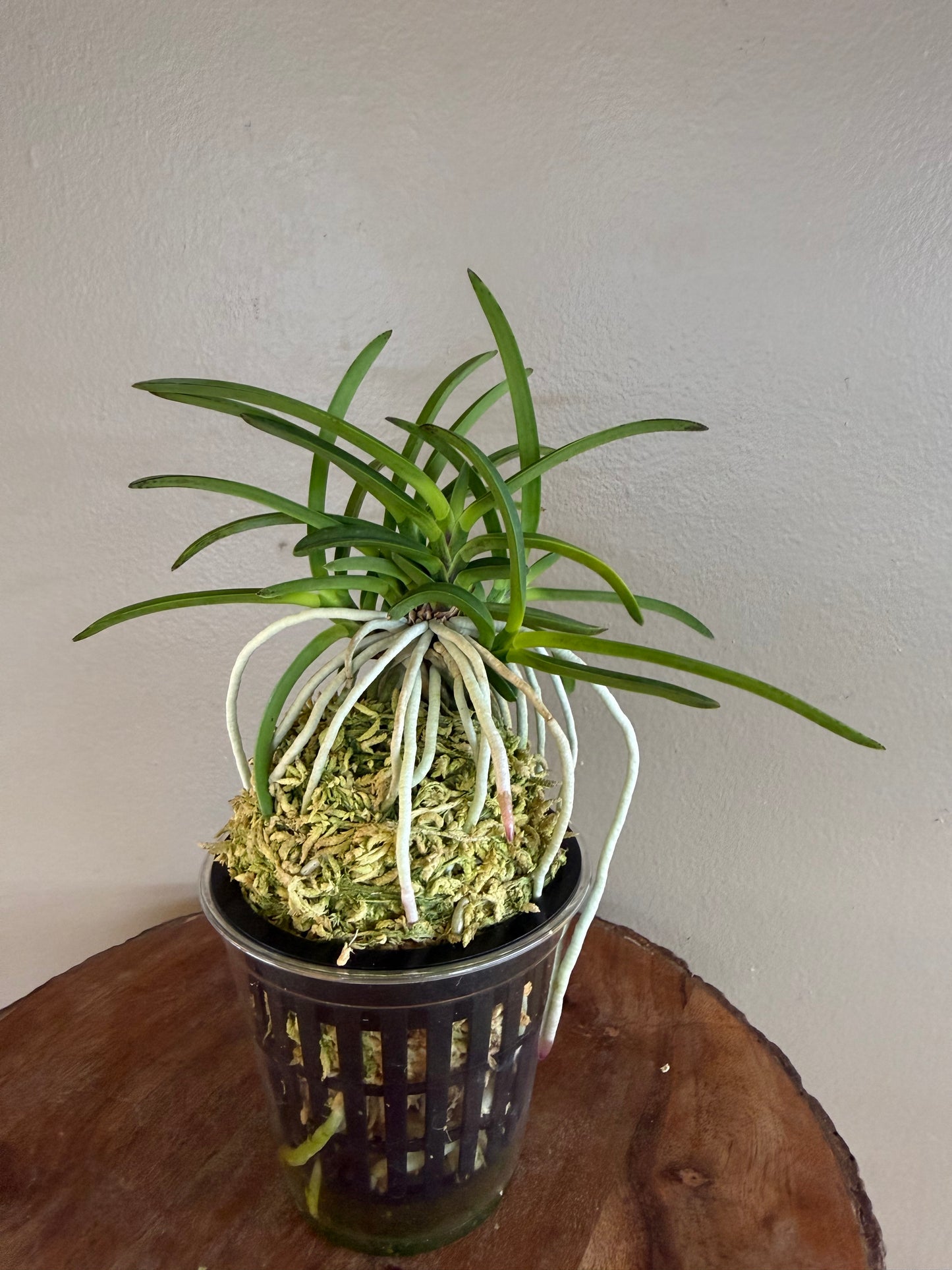 Neofinetia falcata Benitengu 紅天狗