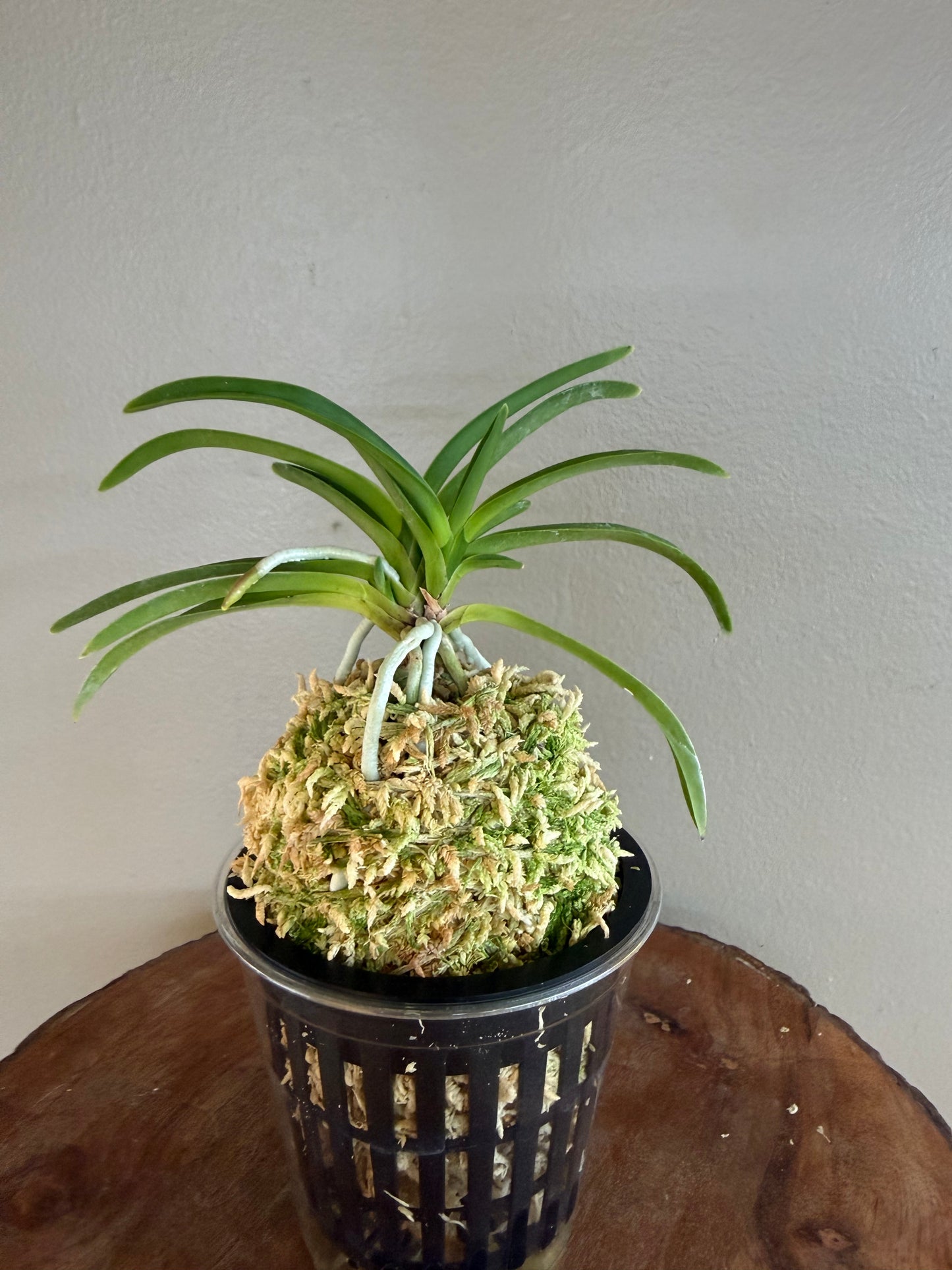Neofinetia falcata Lavender 紫