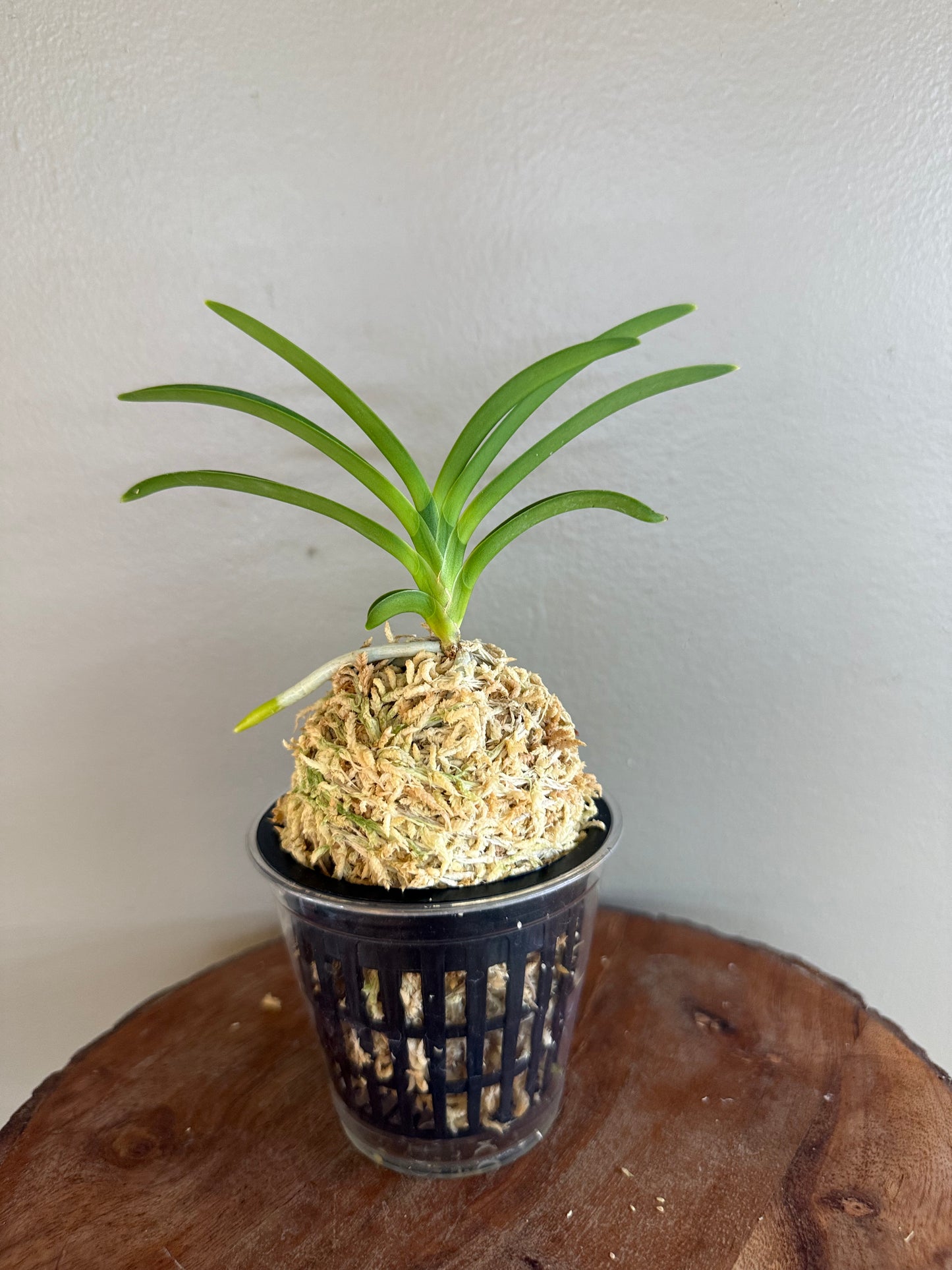 Neofinetia falcata Sansuiden 三翠殿/(jp )Midori senju 緑千壽