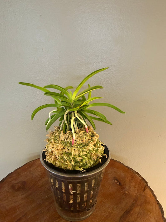 Neofinetia falcata Seoho 瑞虎