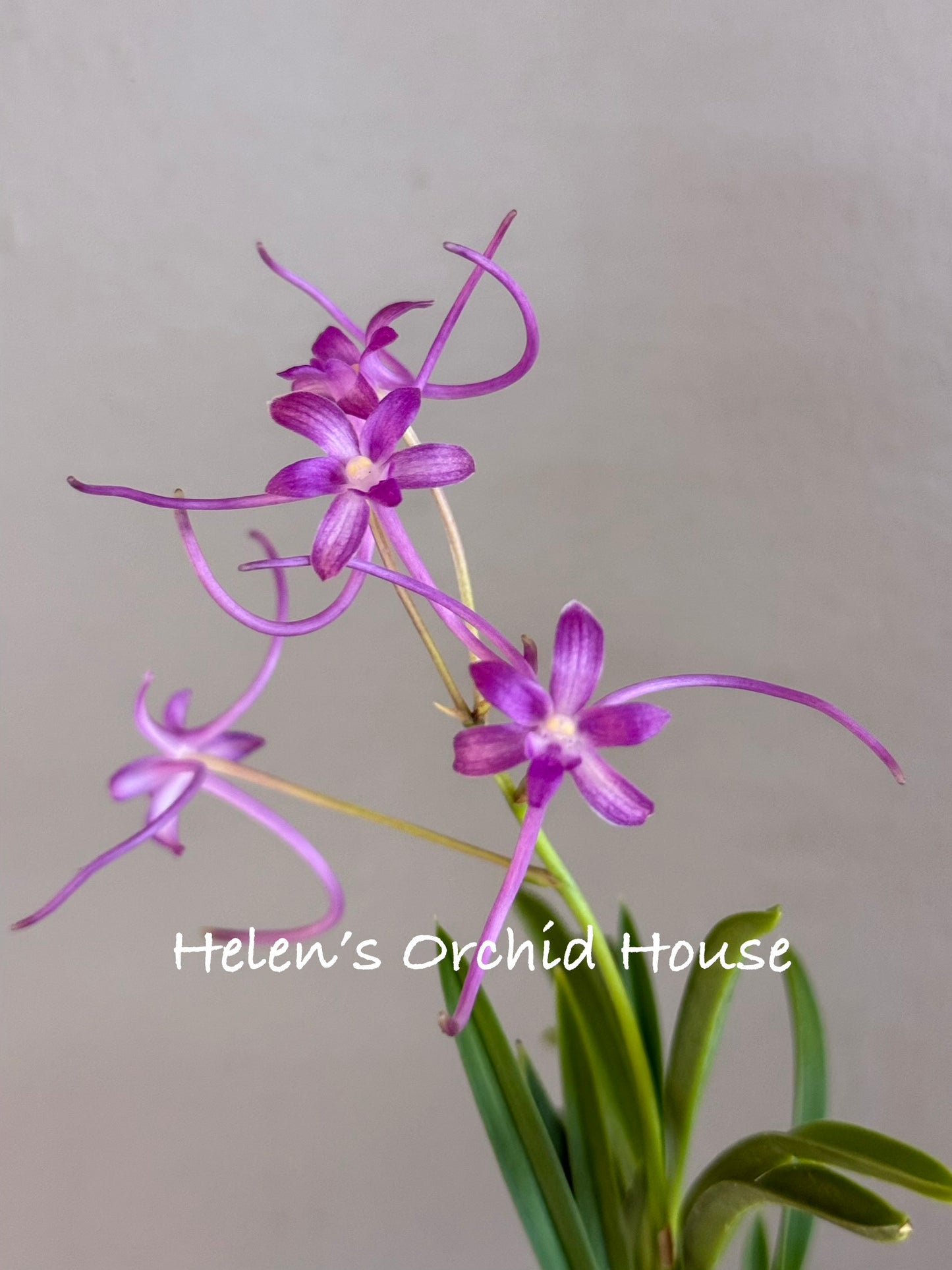 Neofinetia falcata Gongju 公主 (dark pink) Rare