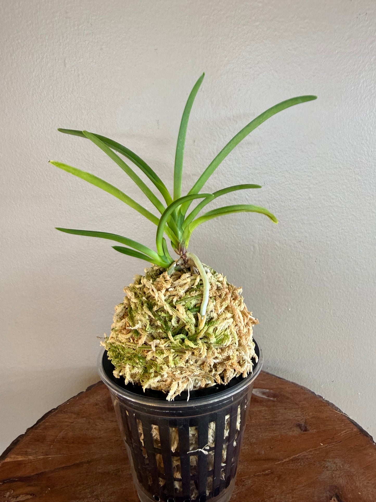 Neofinetia falcata Benigkaede 紅楓