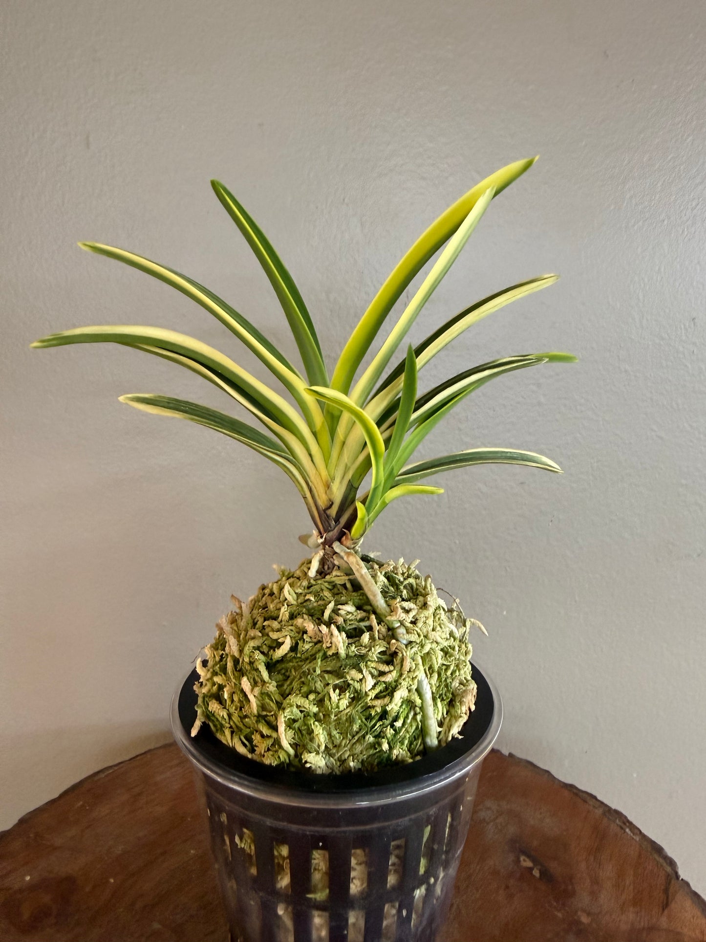 Neofinetia falcata Chikyuhou 地球寶
