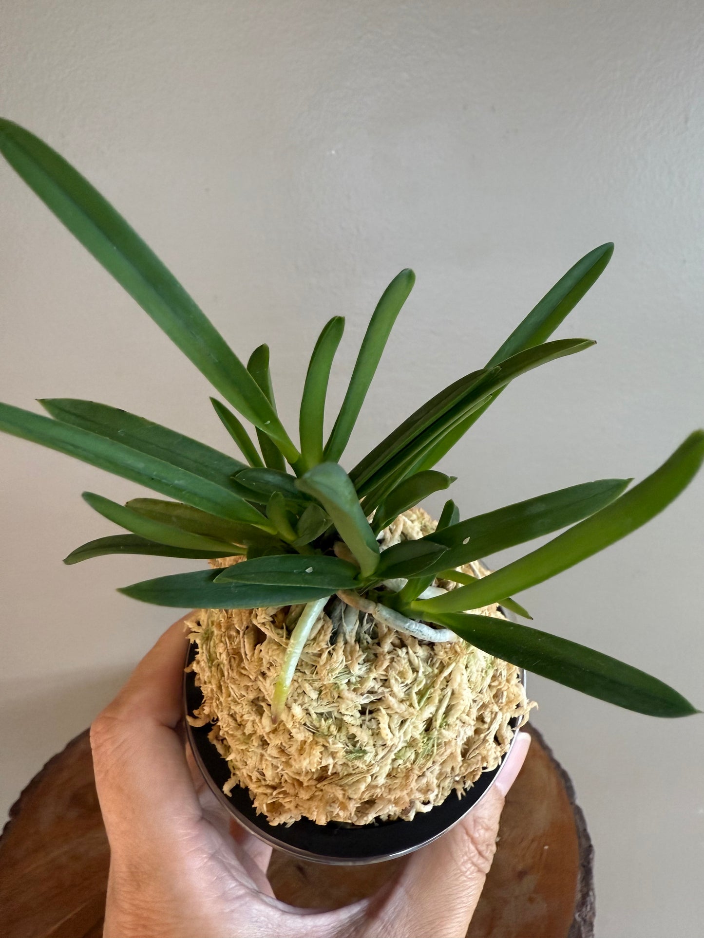 Neofinetia falcata Yamahoko 山鉾