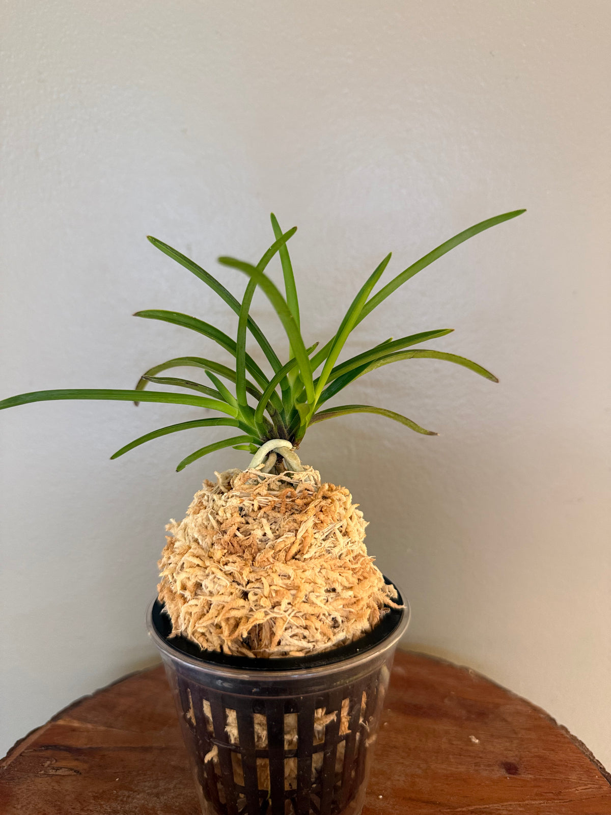 Neofinetia falcata Nangokunomai南國之舞