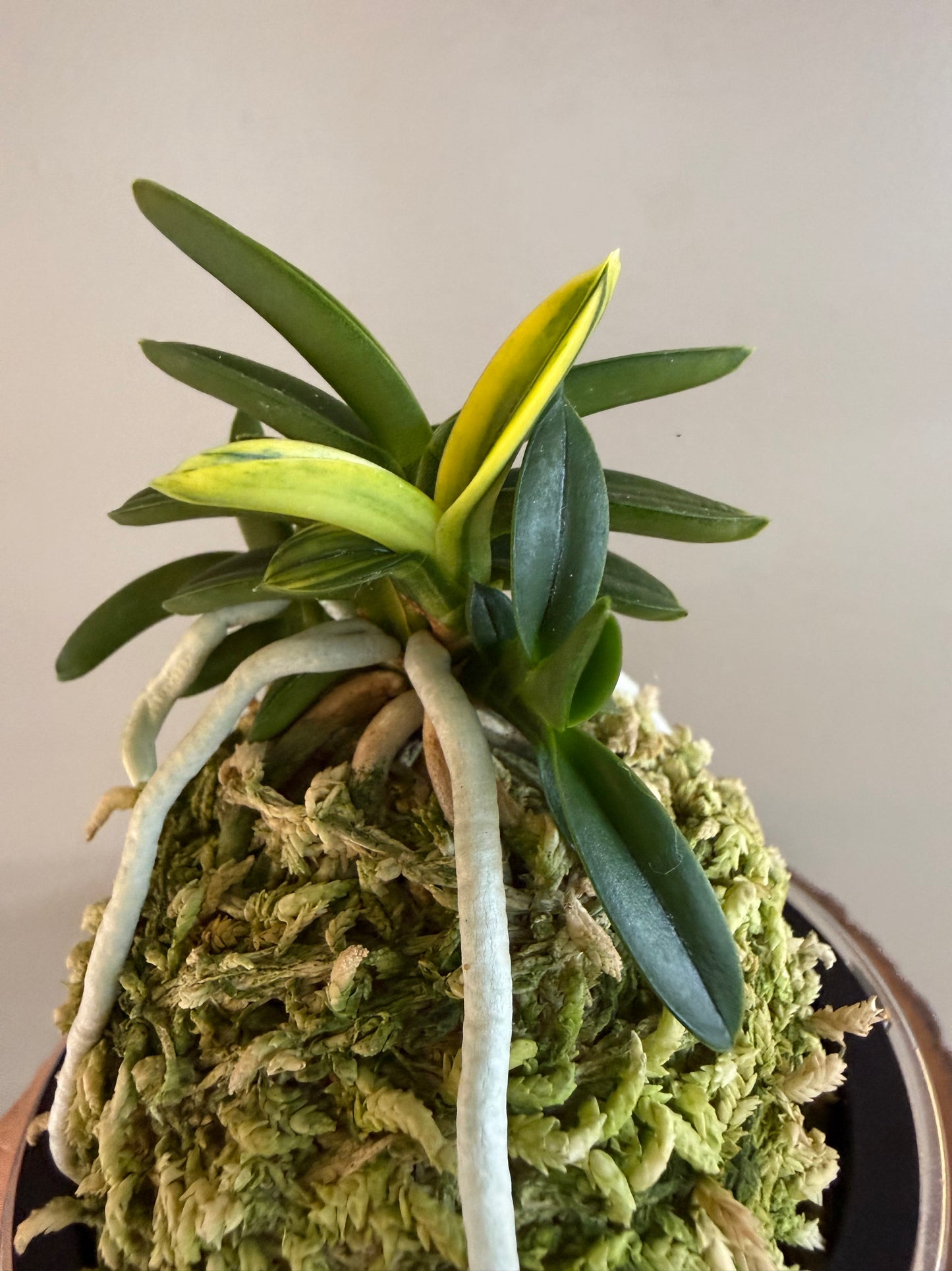 Neofinetia falcata Chwiwolho 翠月湖