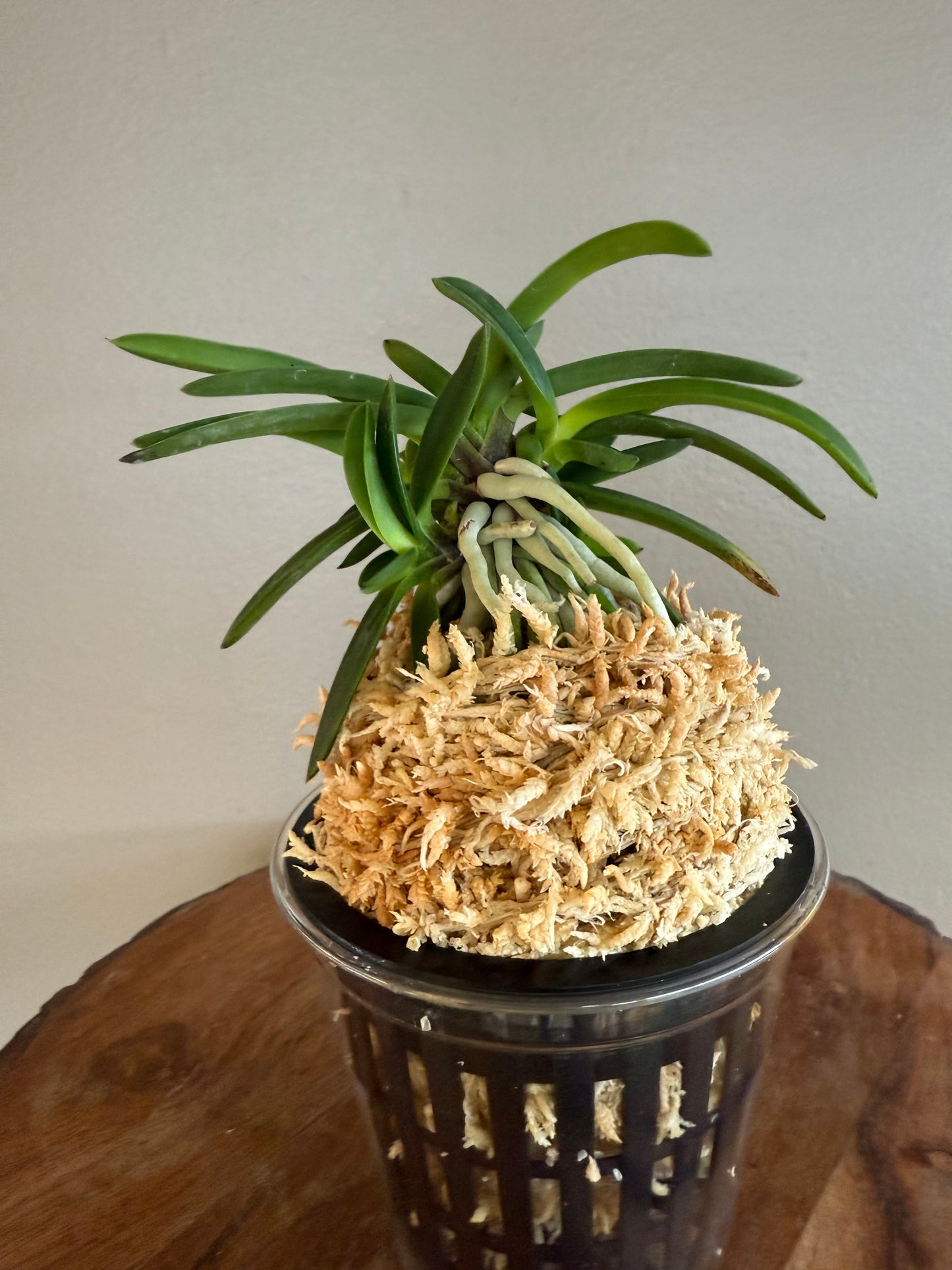 Neofinetia falcata Benitengu 紅天狗