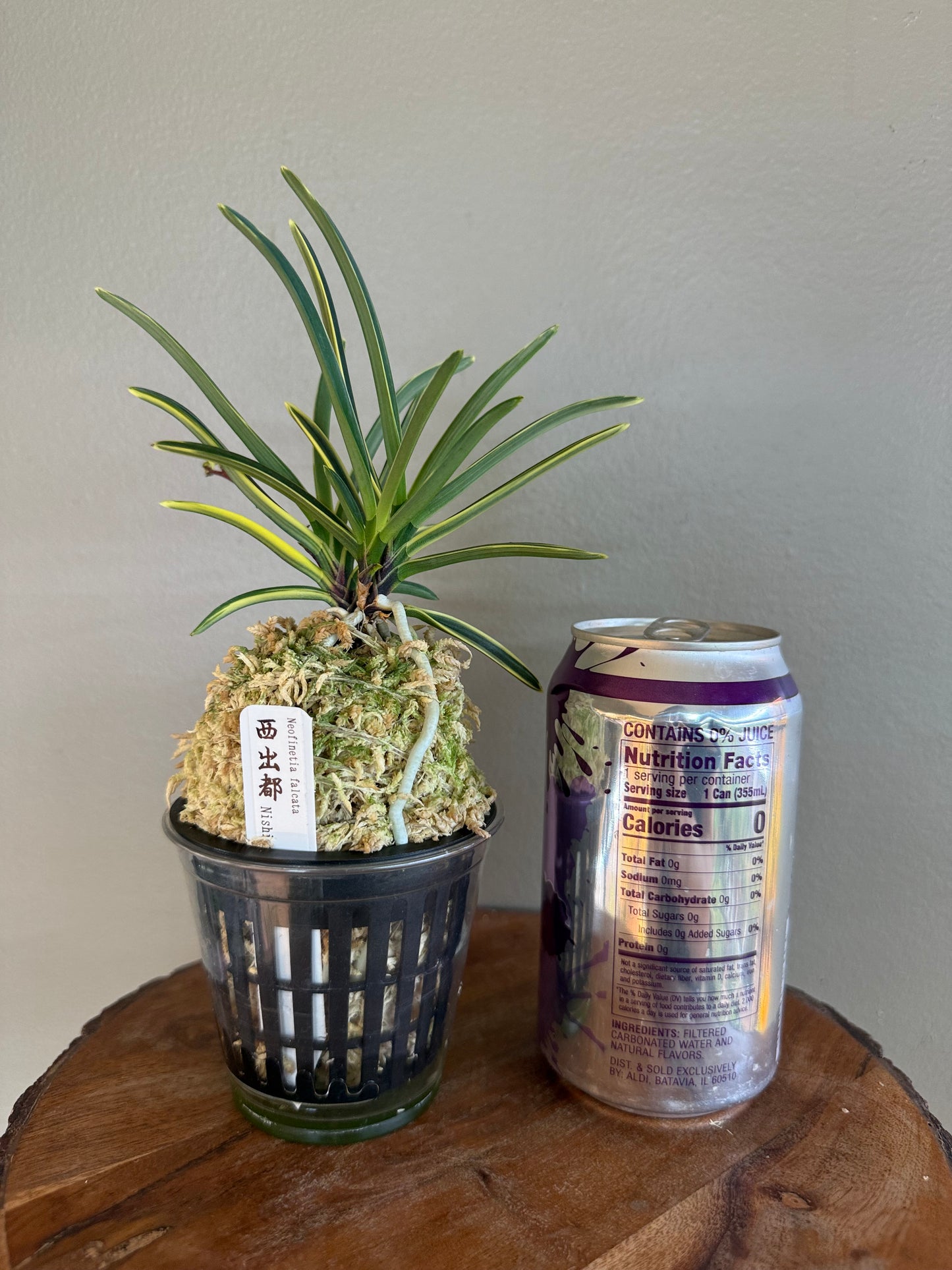 Neofinetia falcata Nishidemiyako 西出都