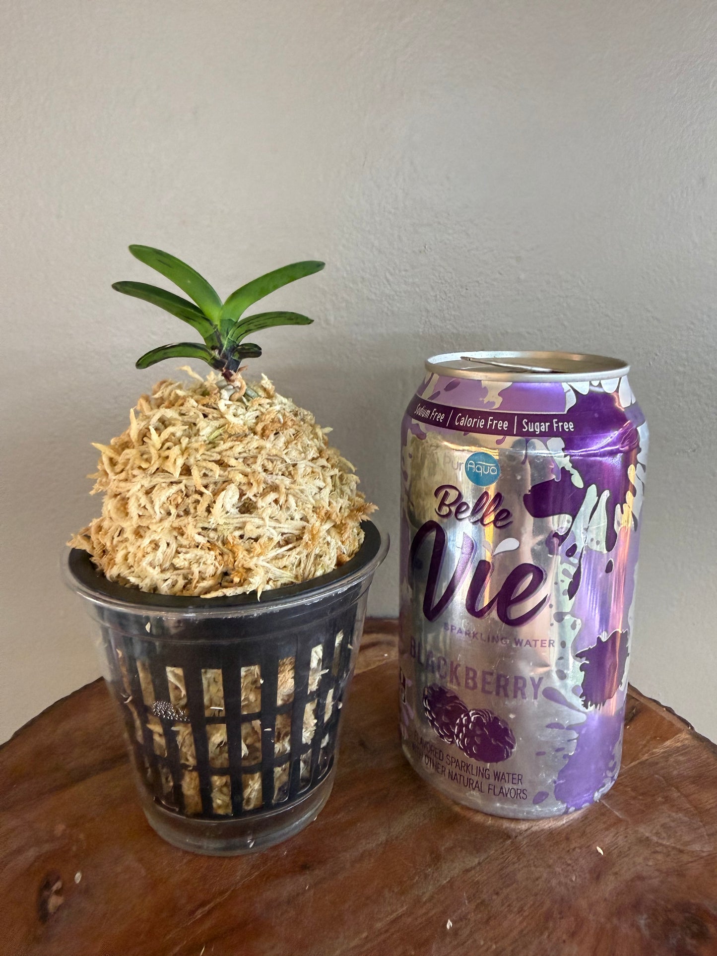 Neofinetia falcata Geumo (Kurohyo）金烏 (jp 黑豹）