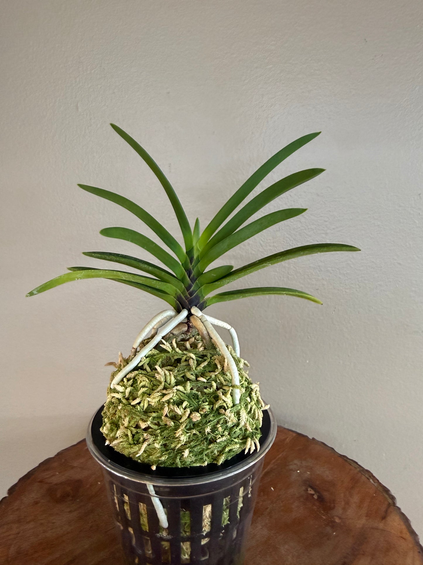 Neofinetia falcata Hanakanzashi 花簪