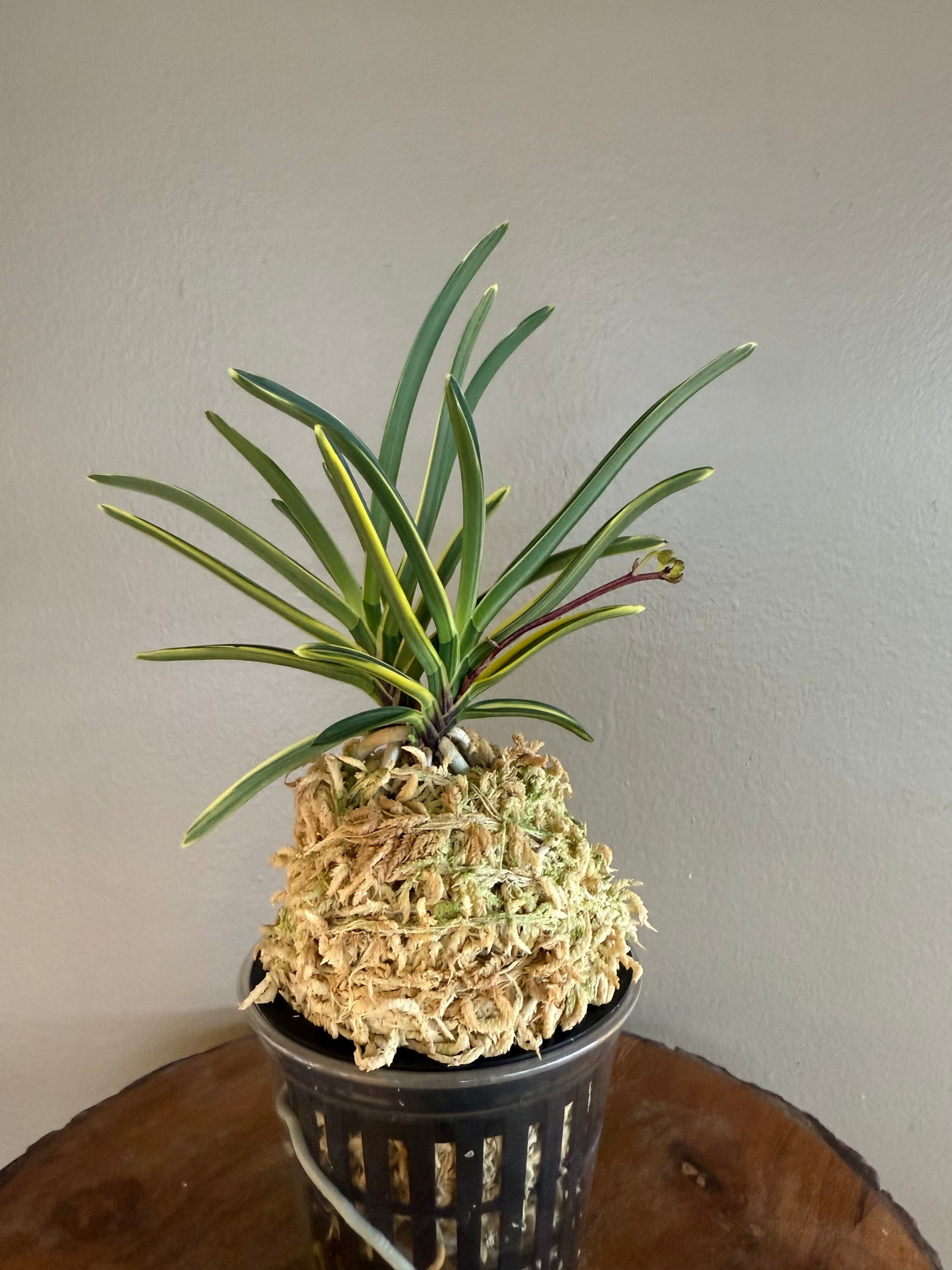 Neofinetia falcata Nishidemiyako 西出都