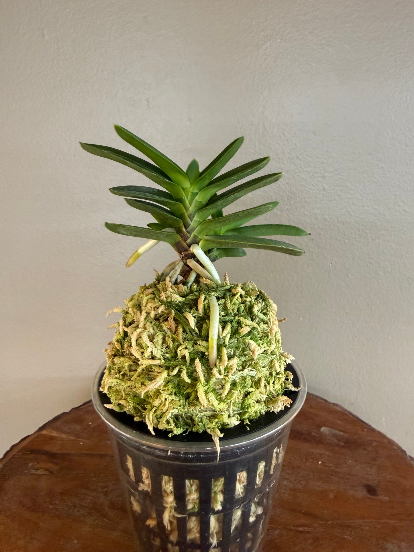 Neofinetia falcata Tengyokuho 天玉宝