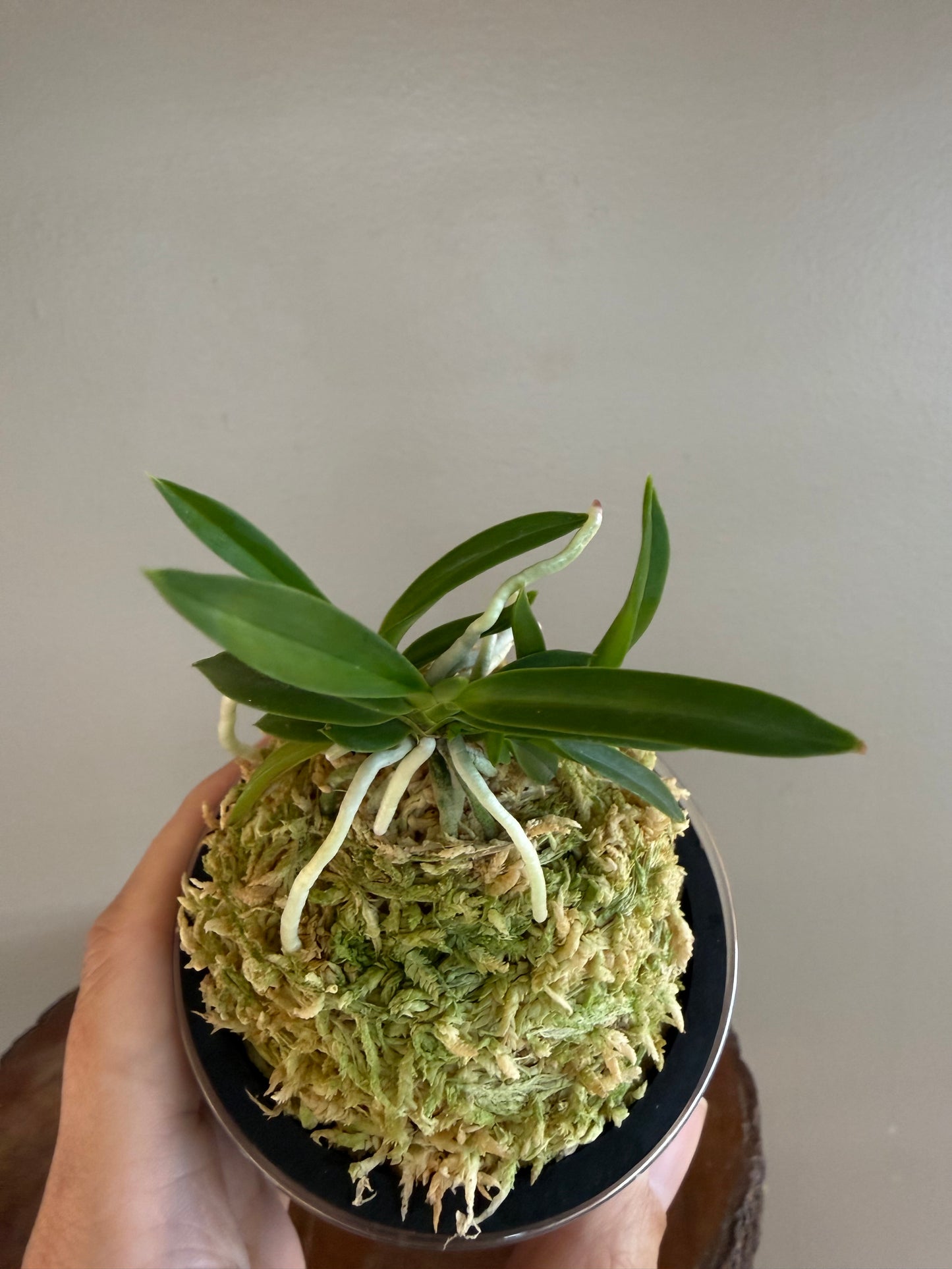 Neofinetia falcata Homeiden 豊明殿