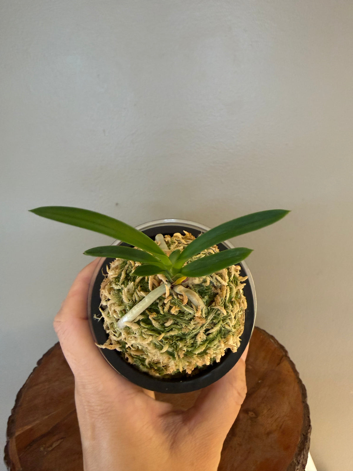 Neofinetia falcata Mangekyo 万華境