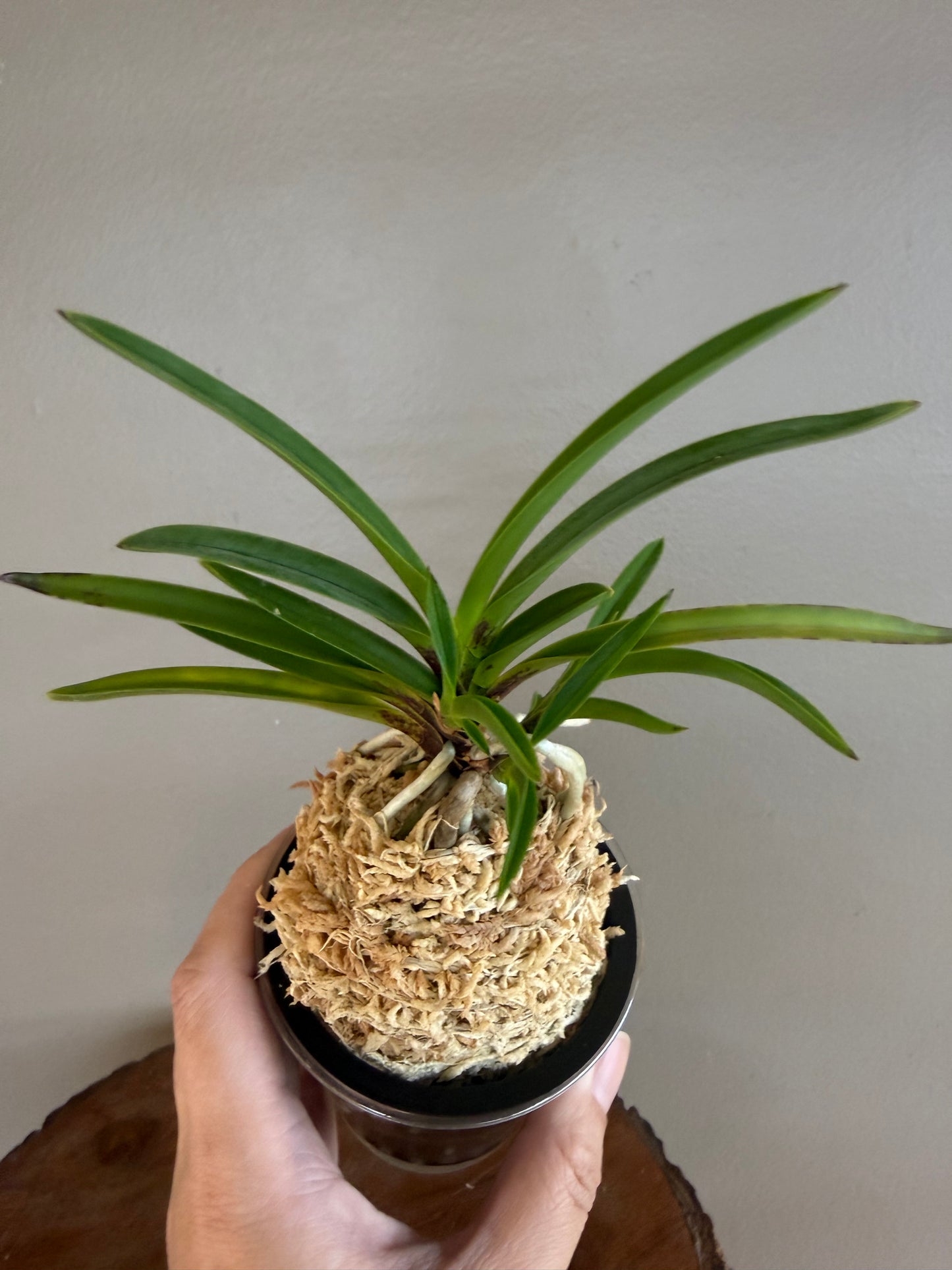 Neofinetia falcata 京美人 Kyobijin
