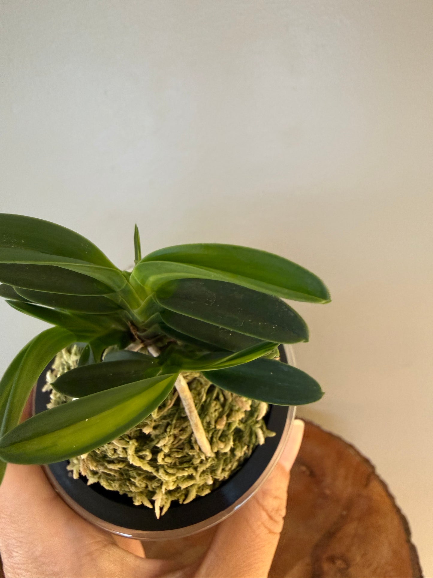 Neofinetia falcata Tsushima nishiki (Tsushima Ryokuho shima) 對馬錦