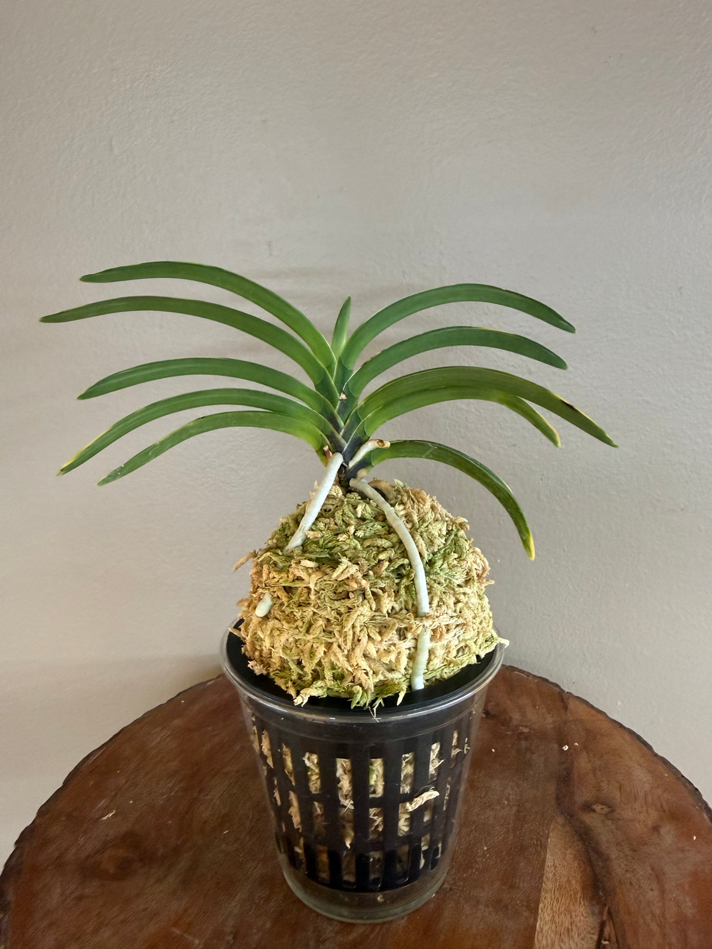 Neofinetia falcata Hanra(Harura) 漢拏
