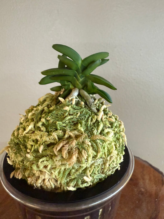 Neofinetia falcata Chwiwol 翠月
