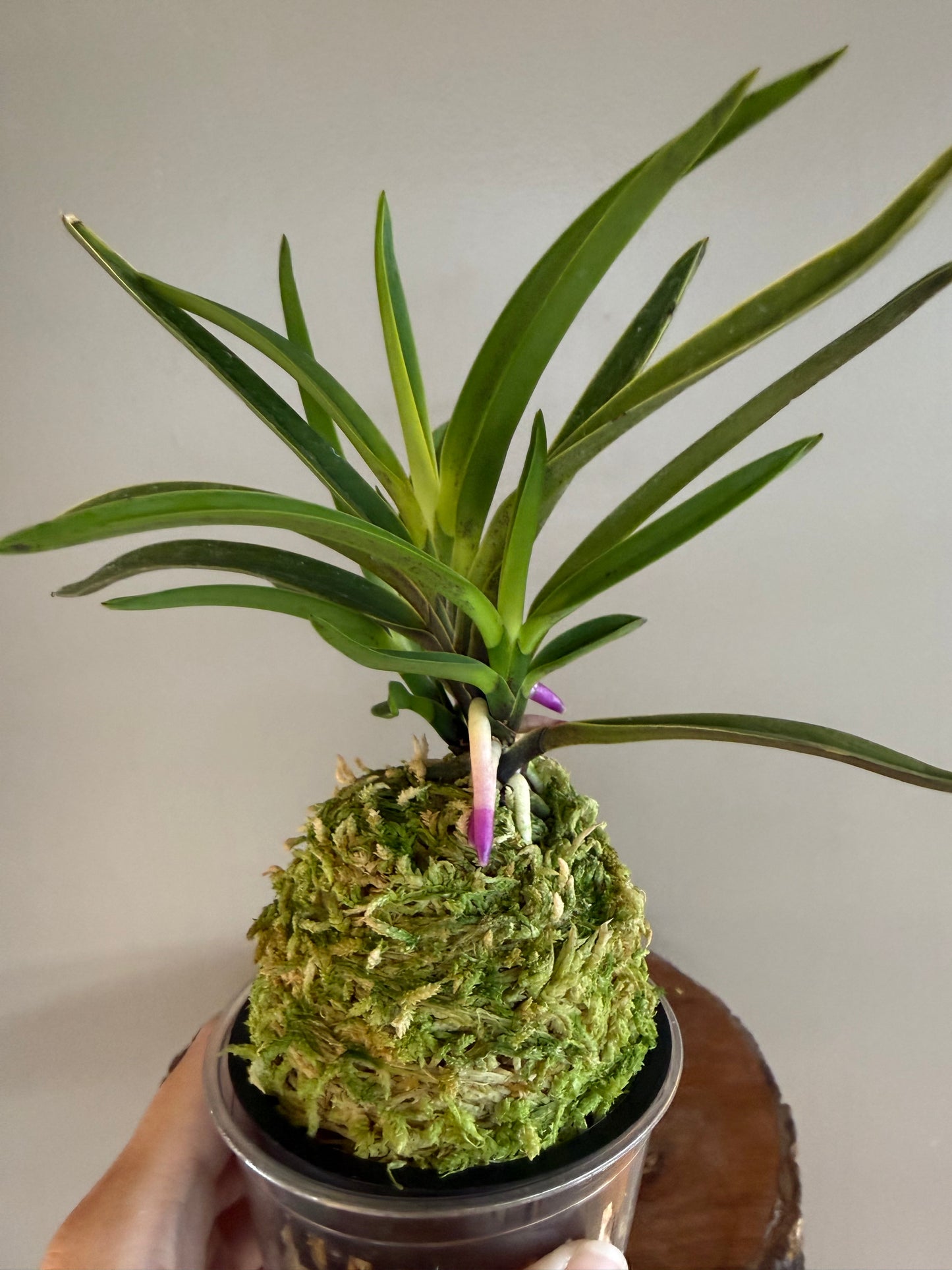 Neofinetia falcata Gogung(Kokyu) 故宮