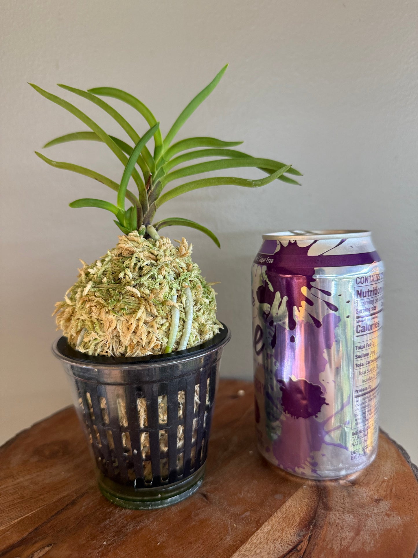 Neofinetia falcata Hongjiyeon 紅池淵