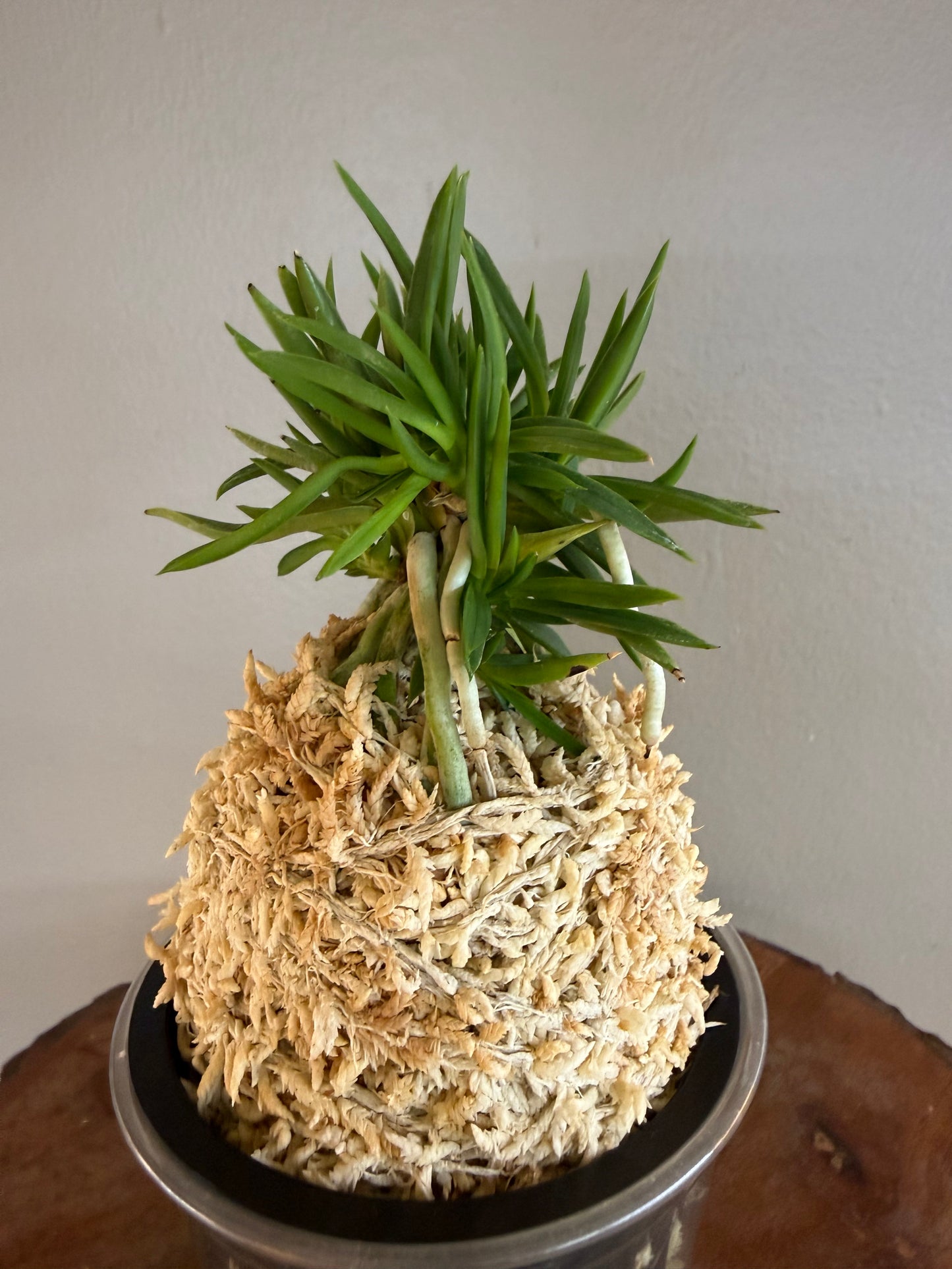 Neofinetia falcata Seiryujishi 青龍獅子