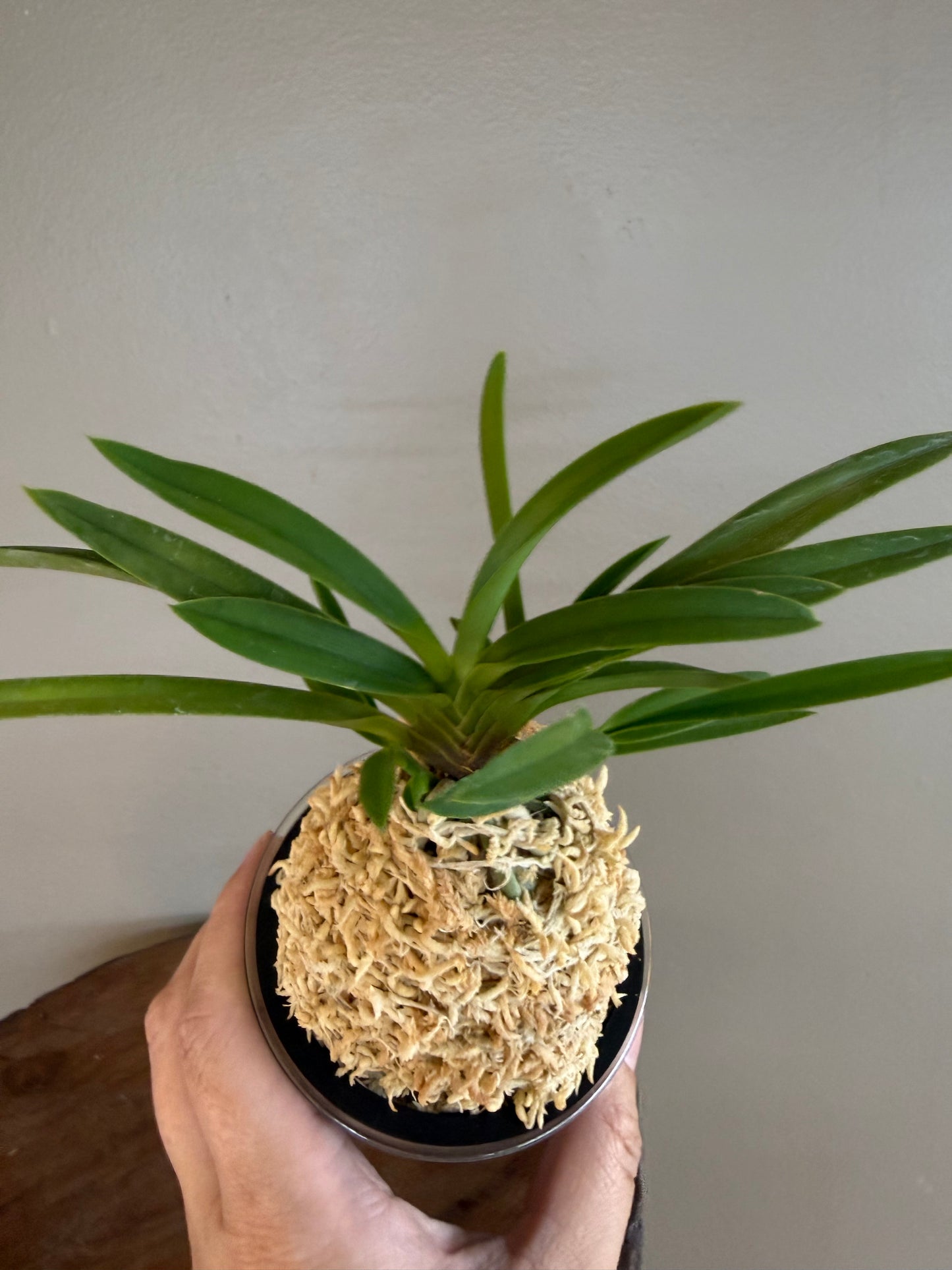Neofinetia falcata Hanamatsuri 花祭