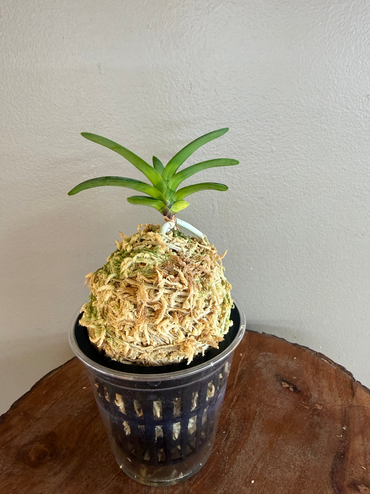 Neofinetia falcata Hwangok 黃玉
