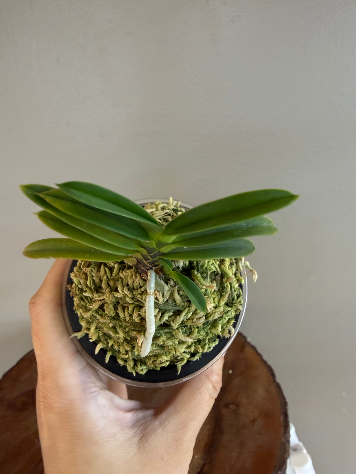 Neofinetia falcata Kokuryu 黒龍