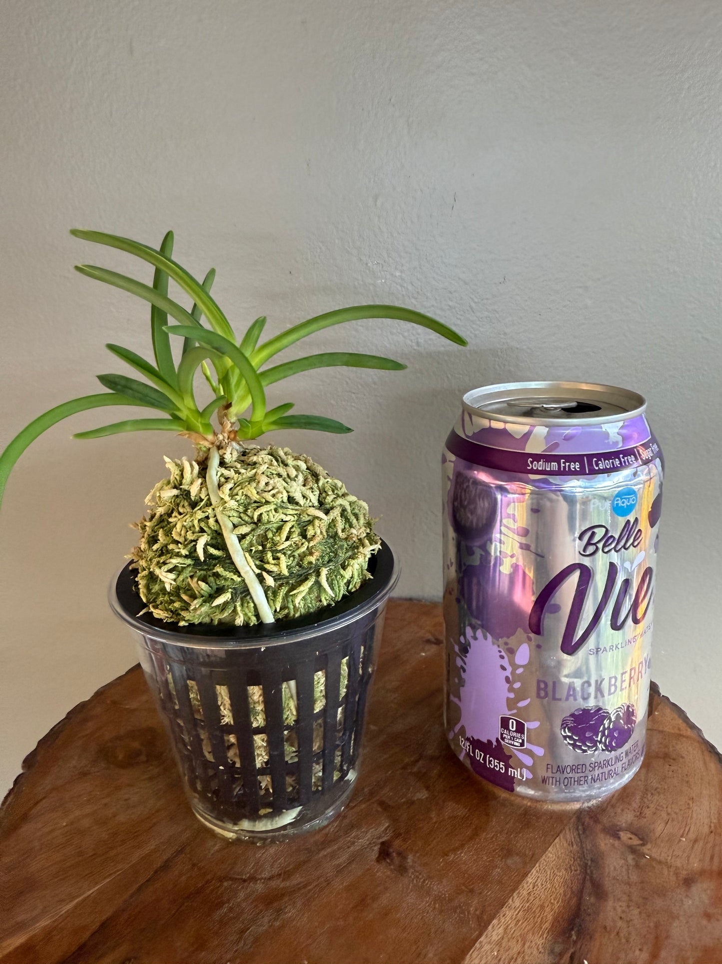 Neofinetia falcata Yokihime 楊貴姫