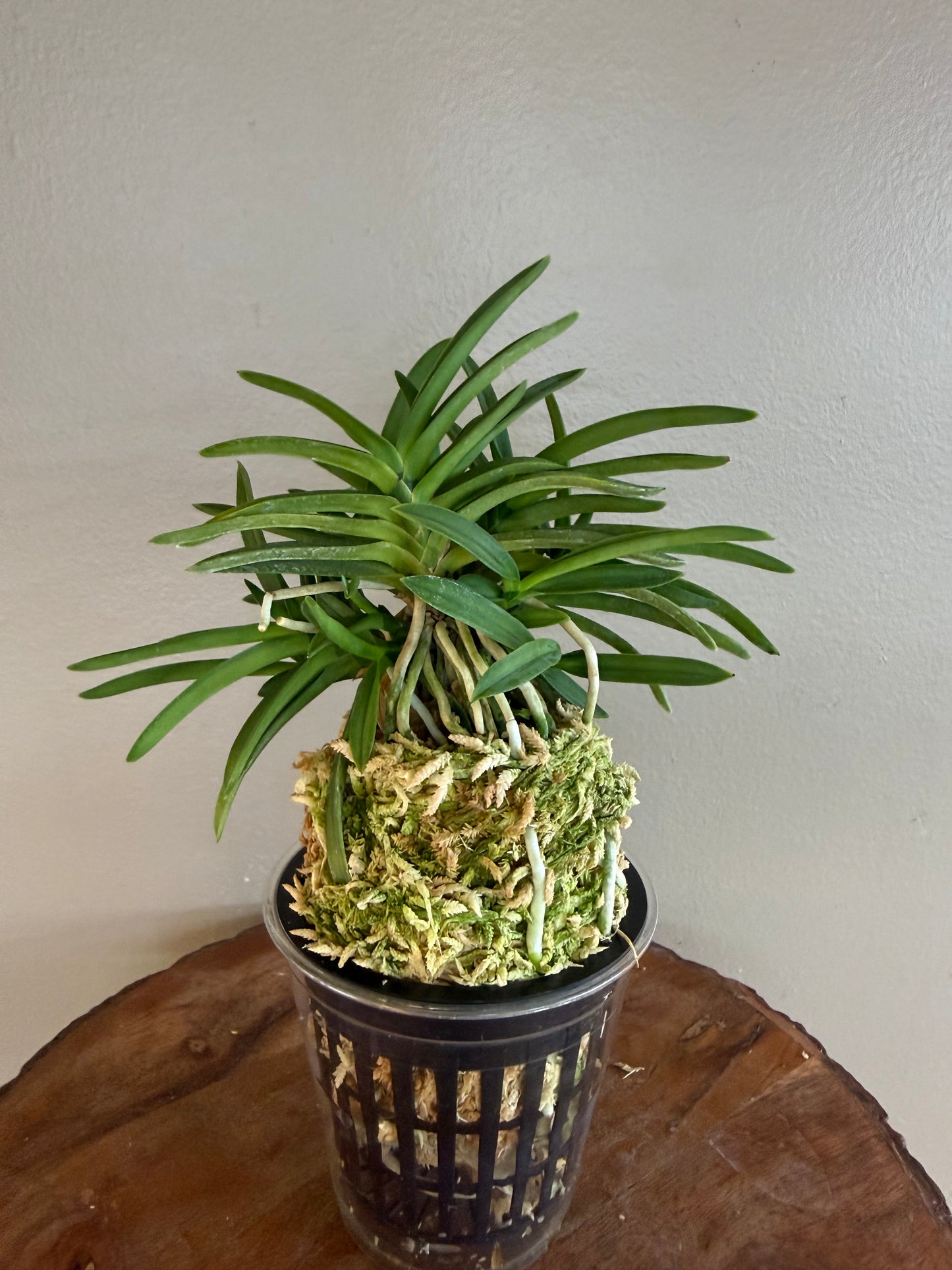Neofinetia falcata Suisei 彗星