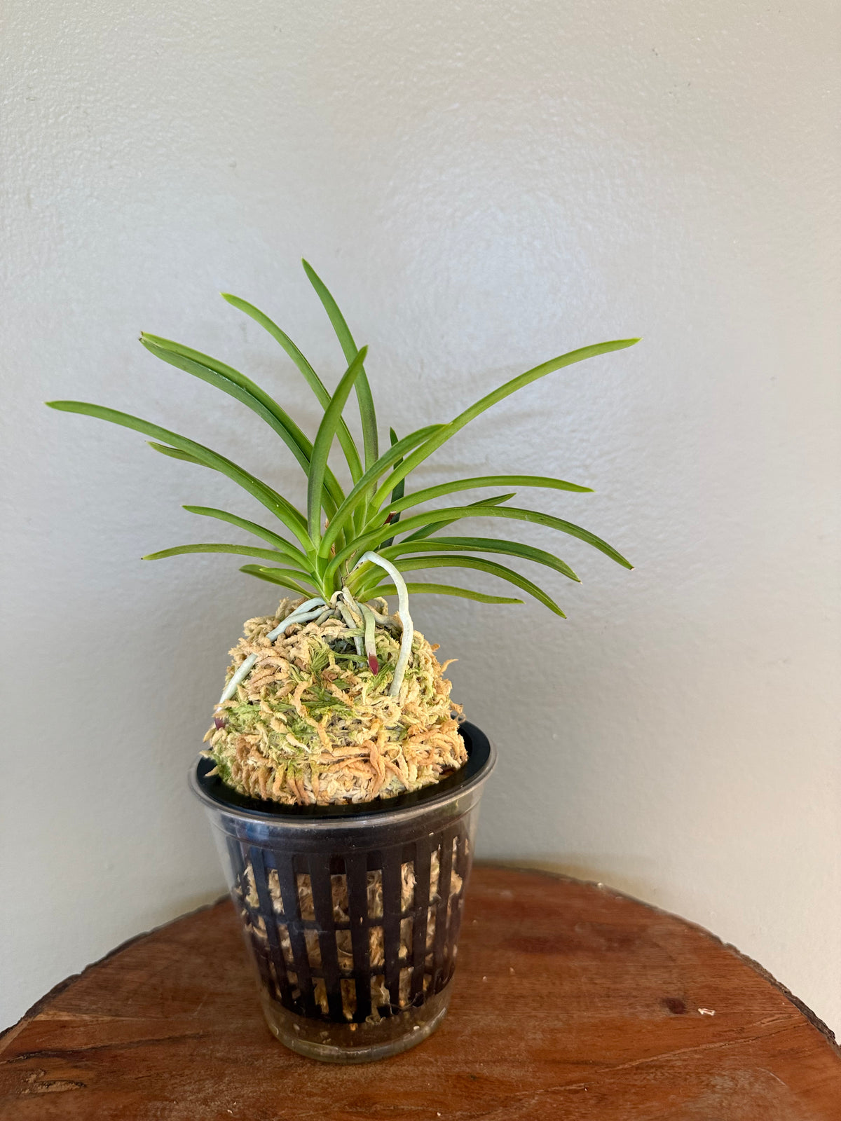 Neofinetia falcata Gongju 公主 (dark pink) Rare