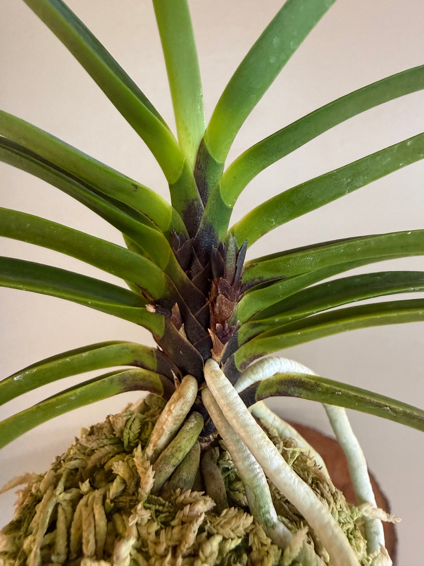 Neofinetia falcata Akausagi 赤兎