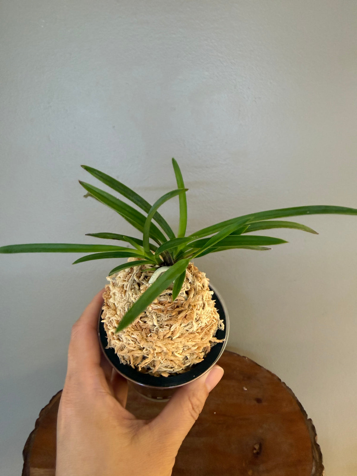 Neofinetia falcata Nangokunomai南國之舞