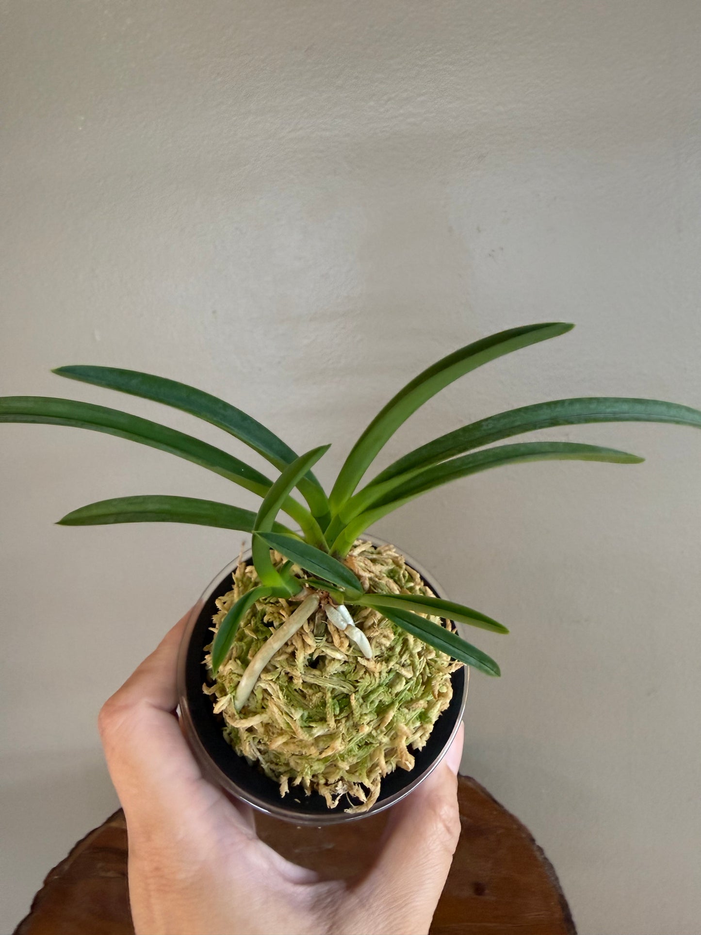 Neofinetia falcata Tennyo no Mai 天女の舞