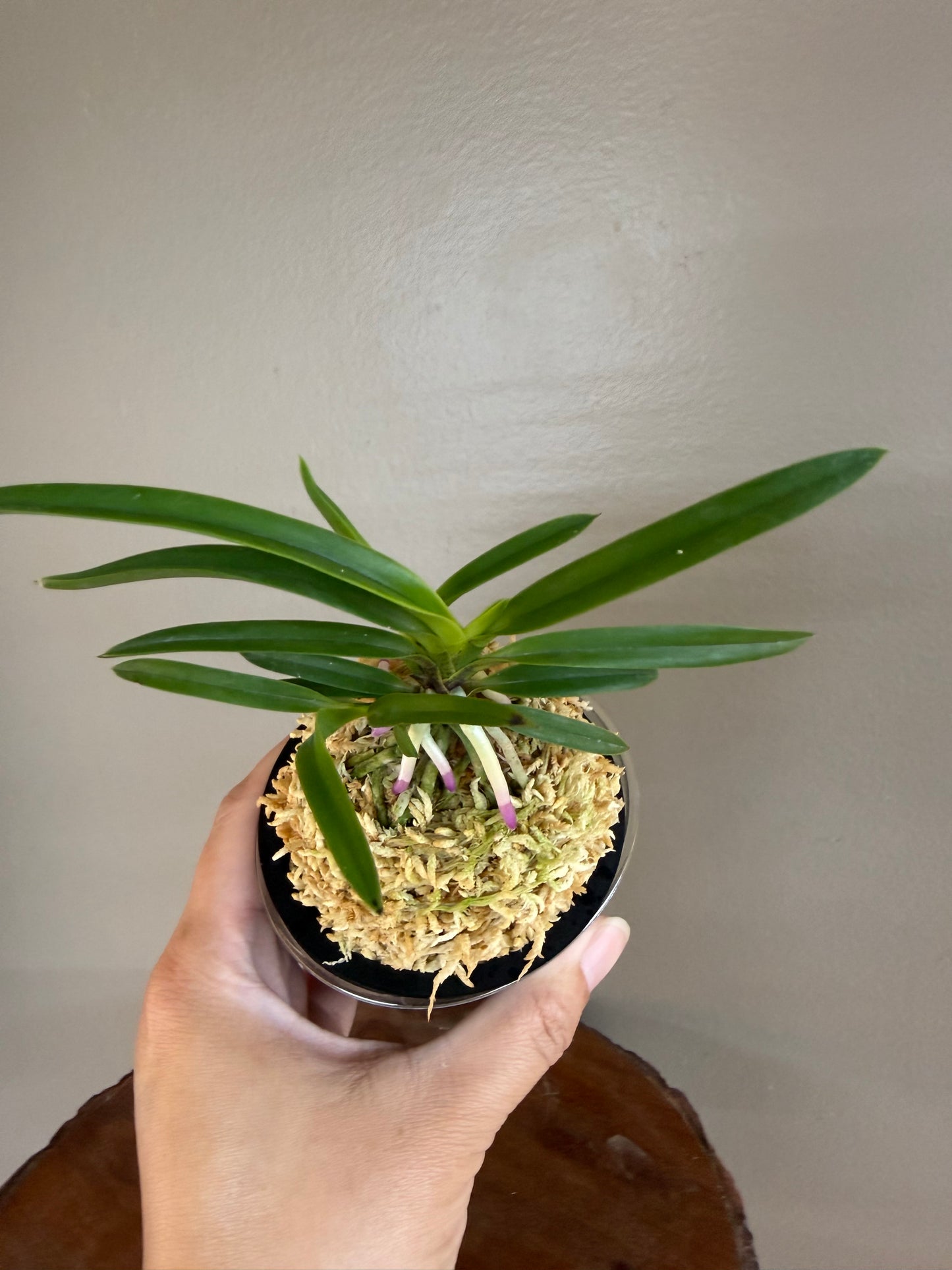 Neofinetia falcata Honggibo (Koukitakara) 紅奇寶(Ruby root)