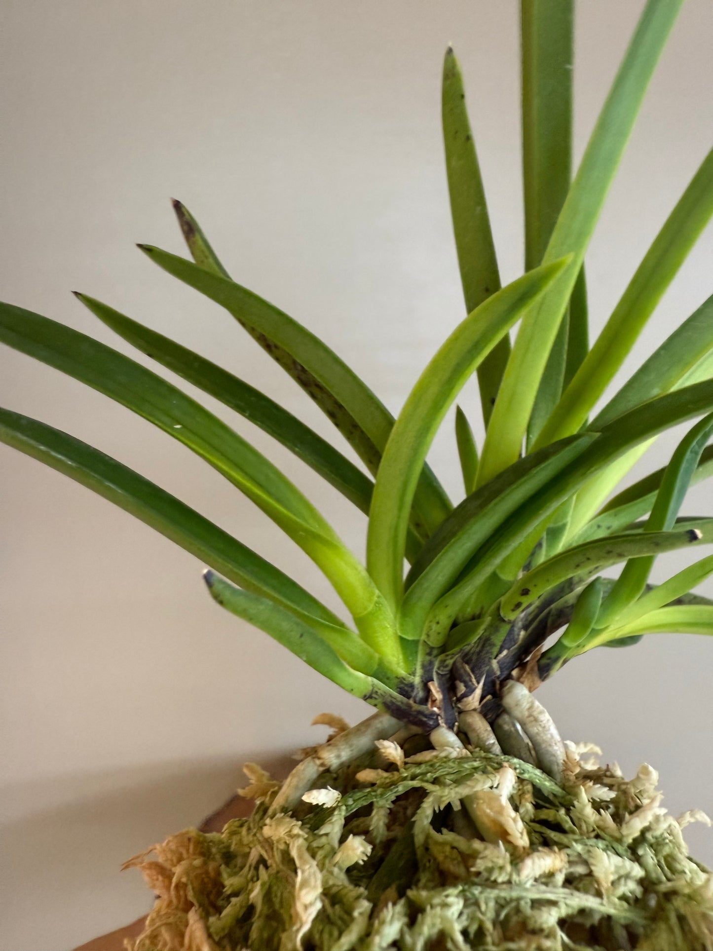 Neofinetia falcata Kinkazan 金華山