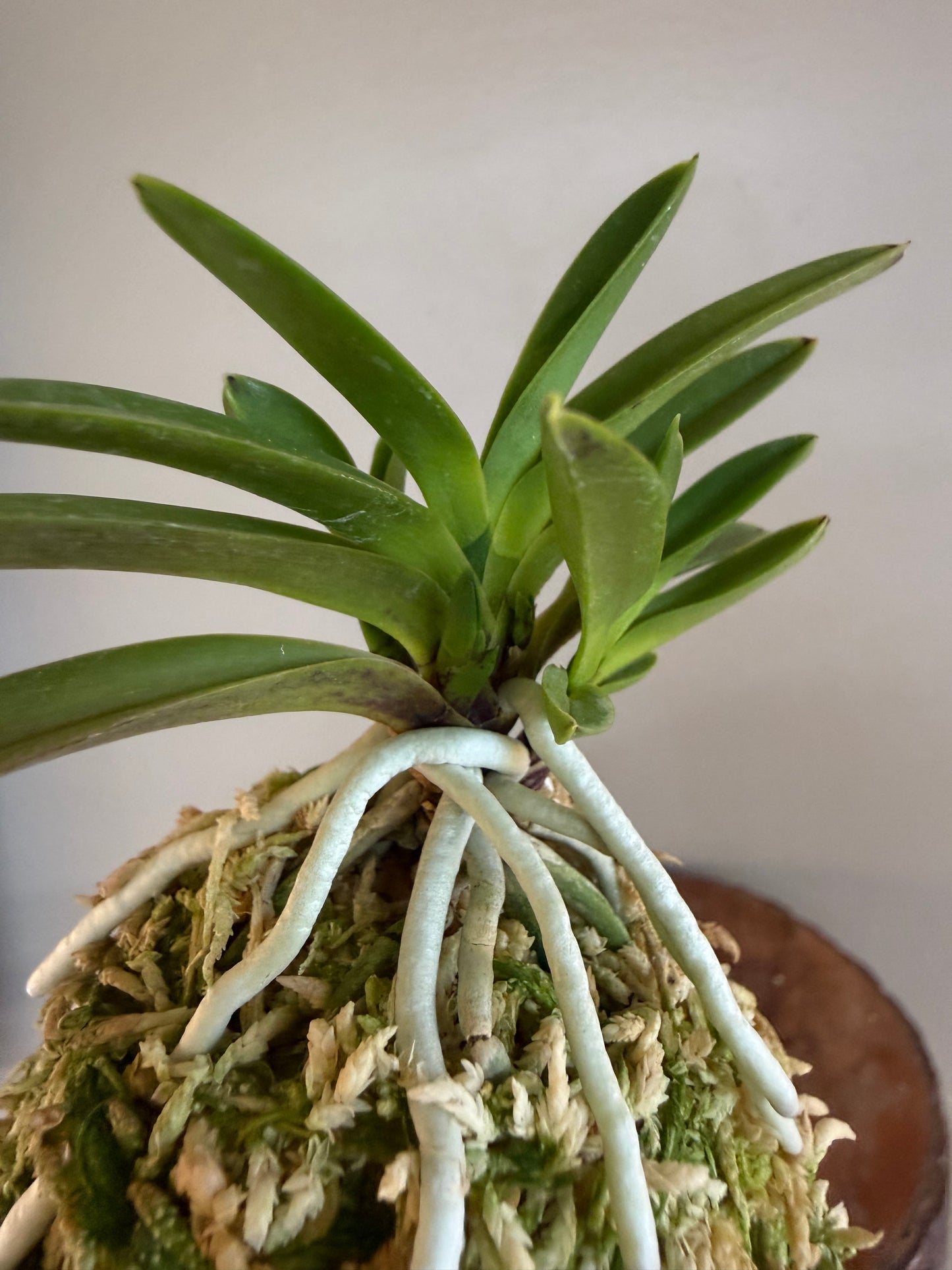 Neofinetia falcata Hwangok 黃玉