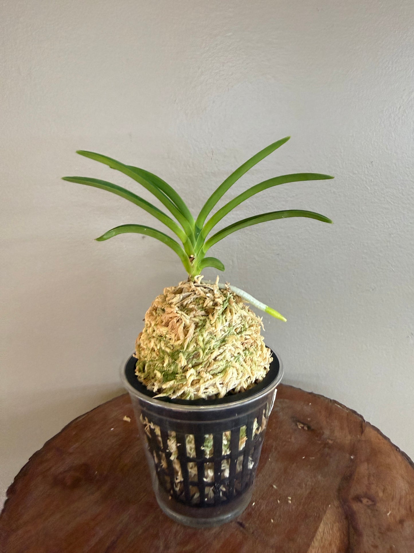 Neofinetia falcata Sansuiden 三翠殿/(jp )Midori senju 緑千壽