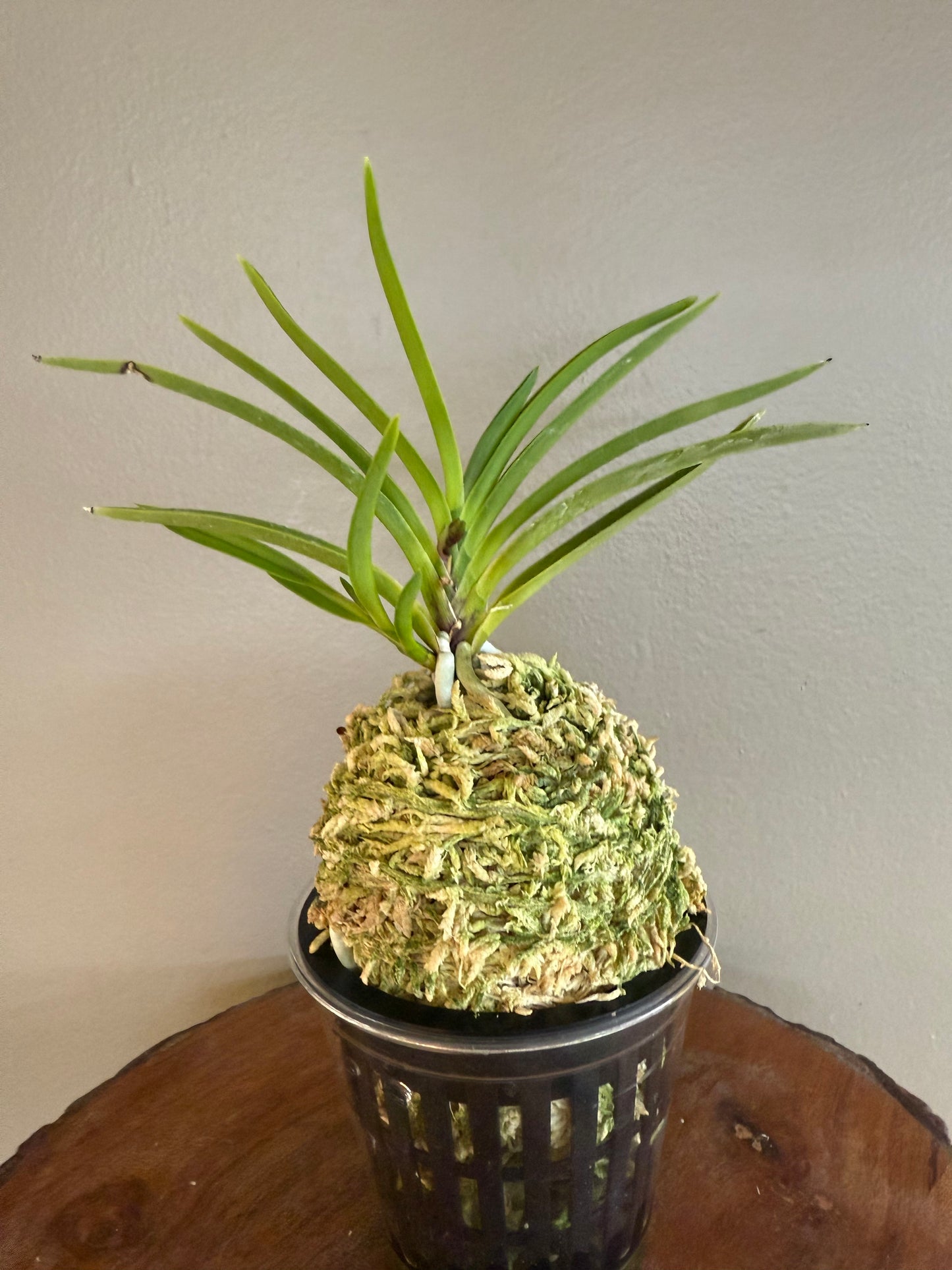 Neofinetia falcata Gongju 公主